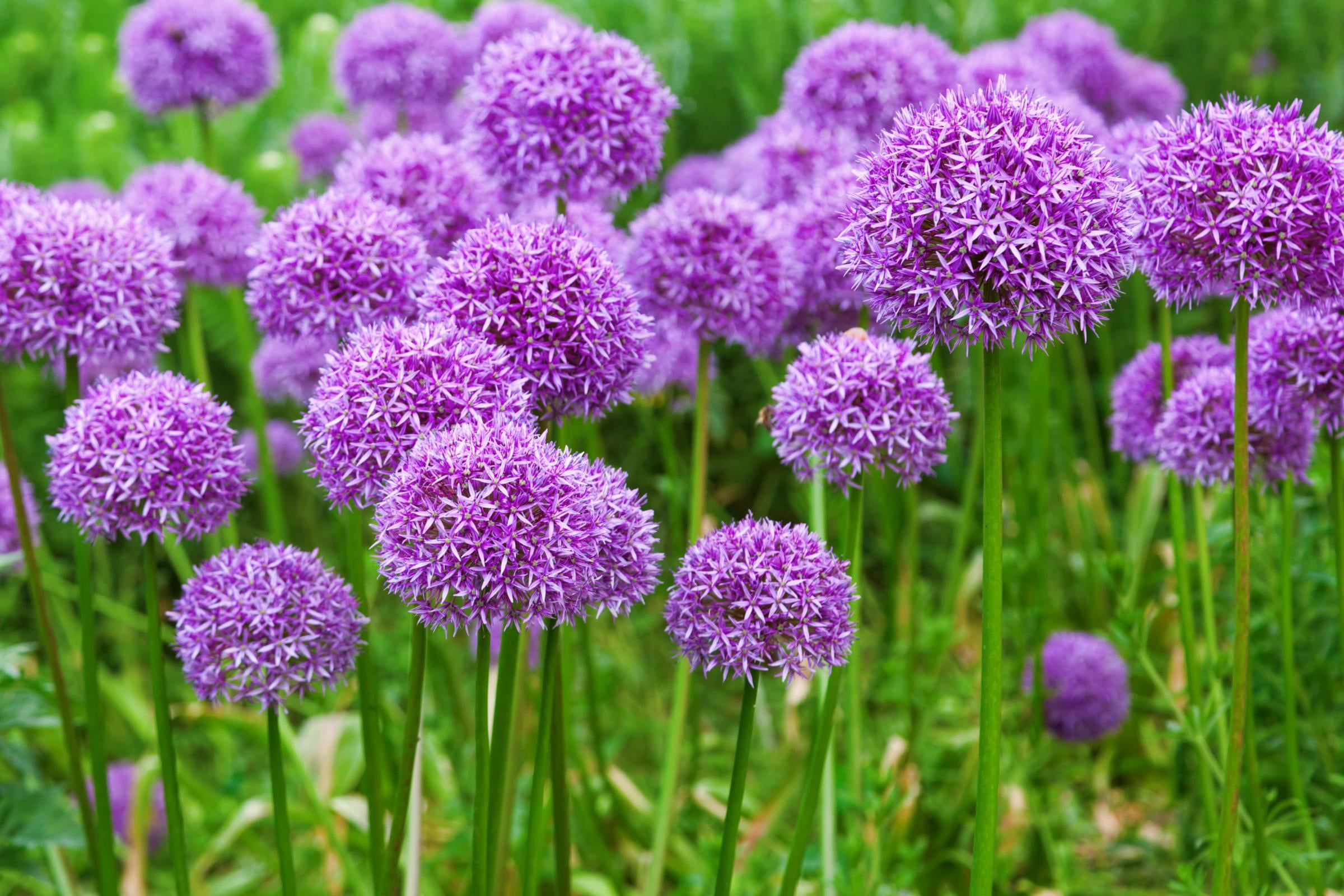 bow scored, grass, purple blossoms, 1080P, meadow, flowers, greens, blooming onion, HD Wallpaper