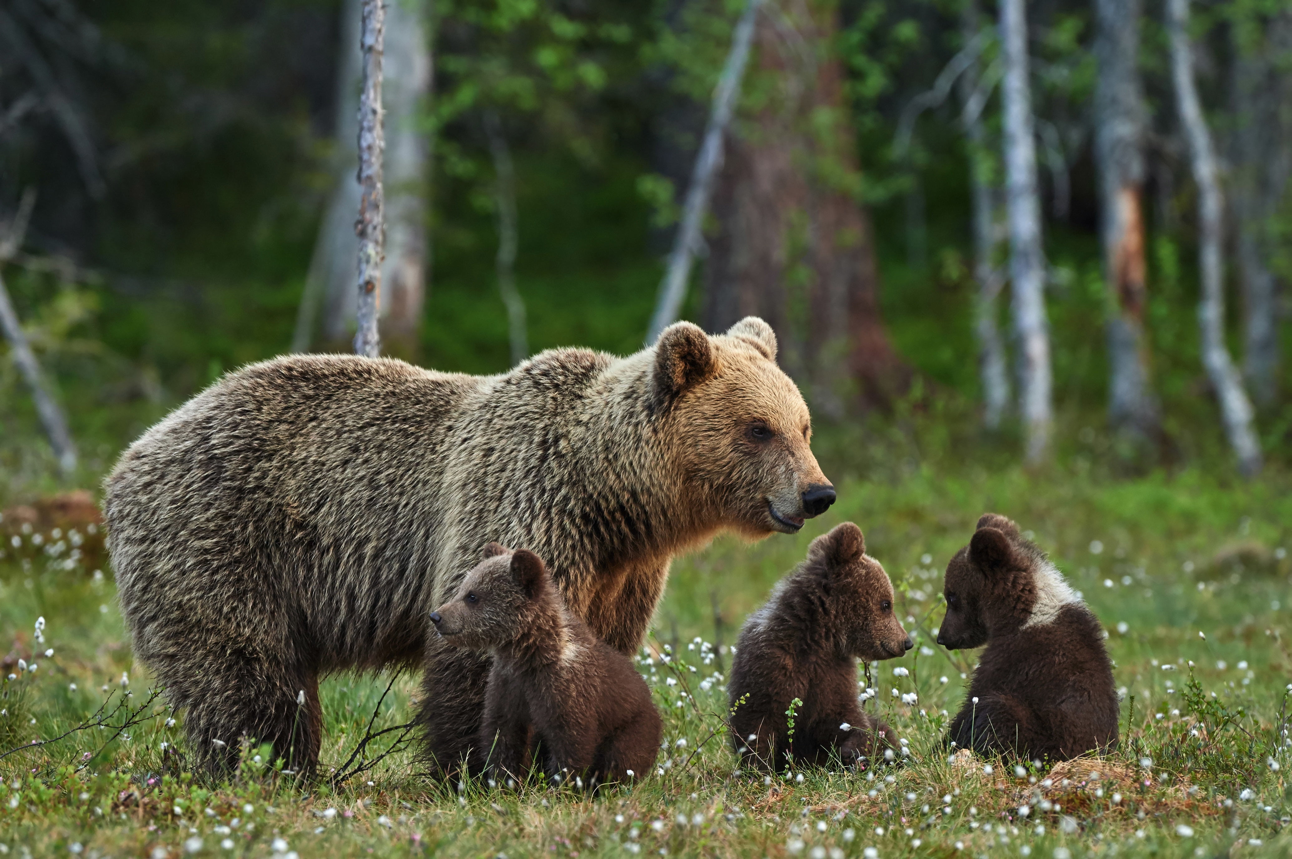 bokeh, family, wilderness Area, charming, cute, stay, large, three animals, one Animal, four, animals In The Wild, tree, bear, animal wildlife, togetherness, HD Wallpaper