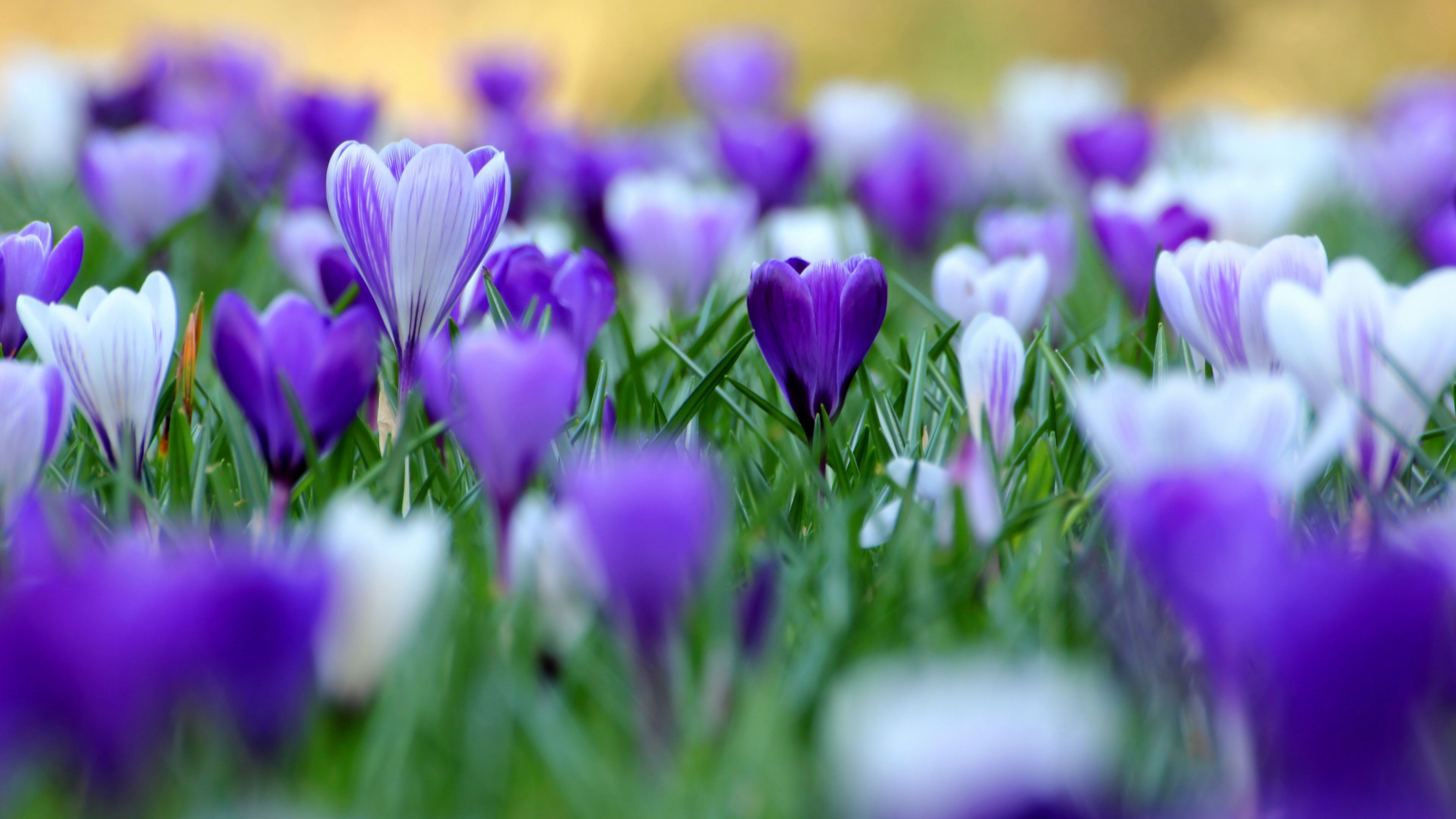 petals, vulnerability, color, flora, inflorescence, beauty in nature, close-up, spring, botany, blue, 4K, natural, purple, light, colorful, blooming, selective focus, HD Wallpaper