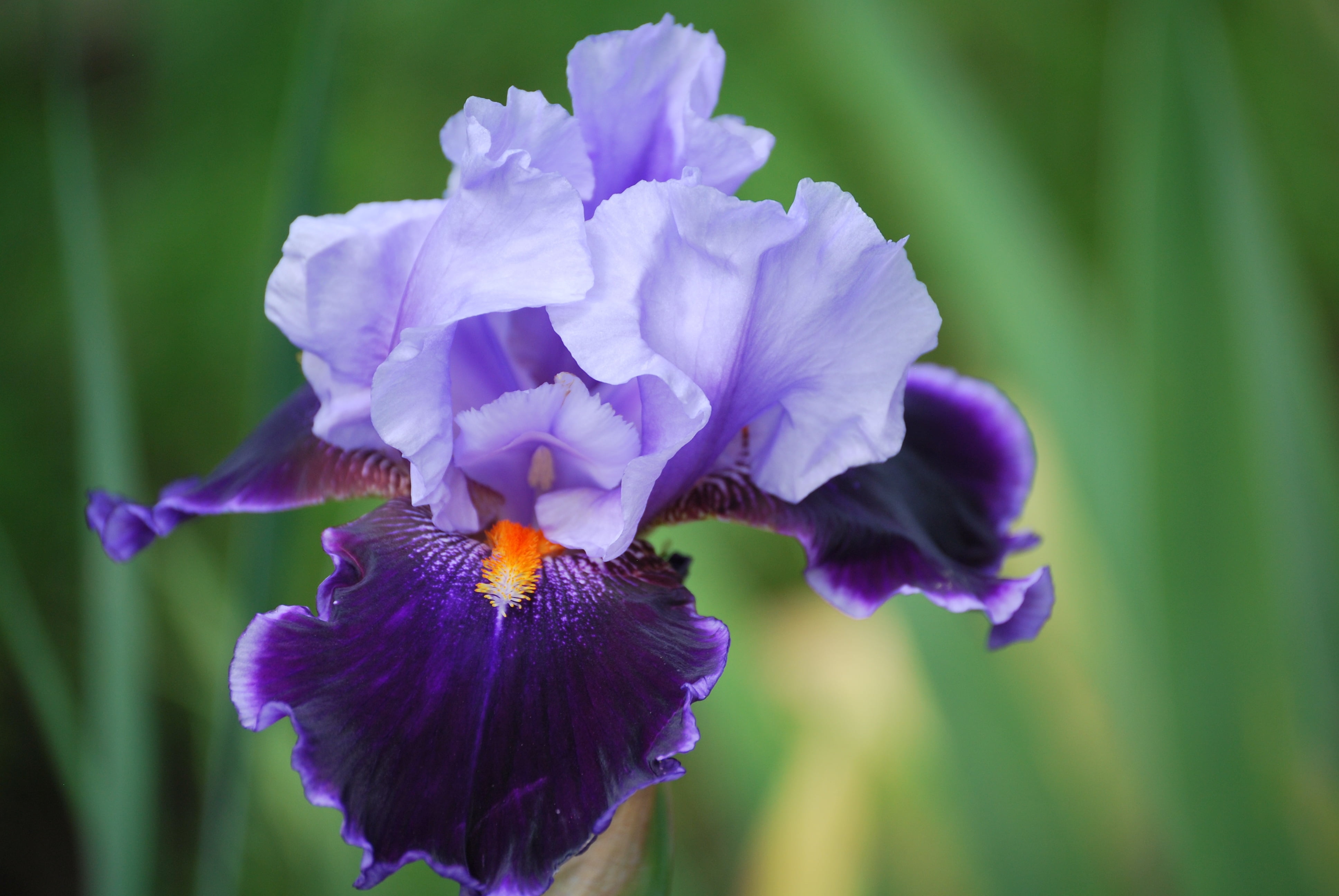 vulnerability, flower, nature, close-up, fragility, springtime, freshness, plant, flowering plant, 4K, flower Head, green Color, petal, summer, iris, flowerin, HD Wallpaper
