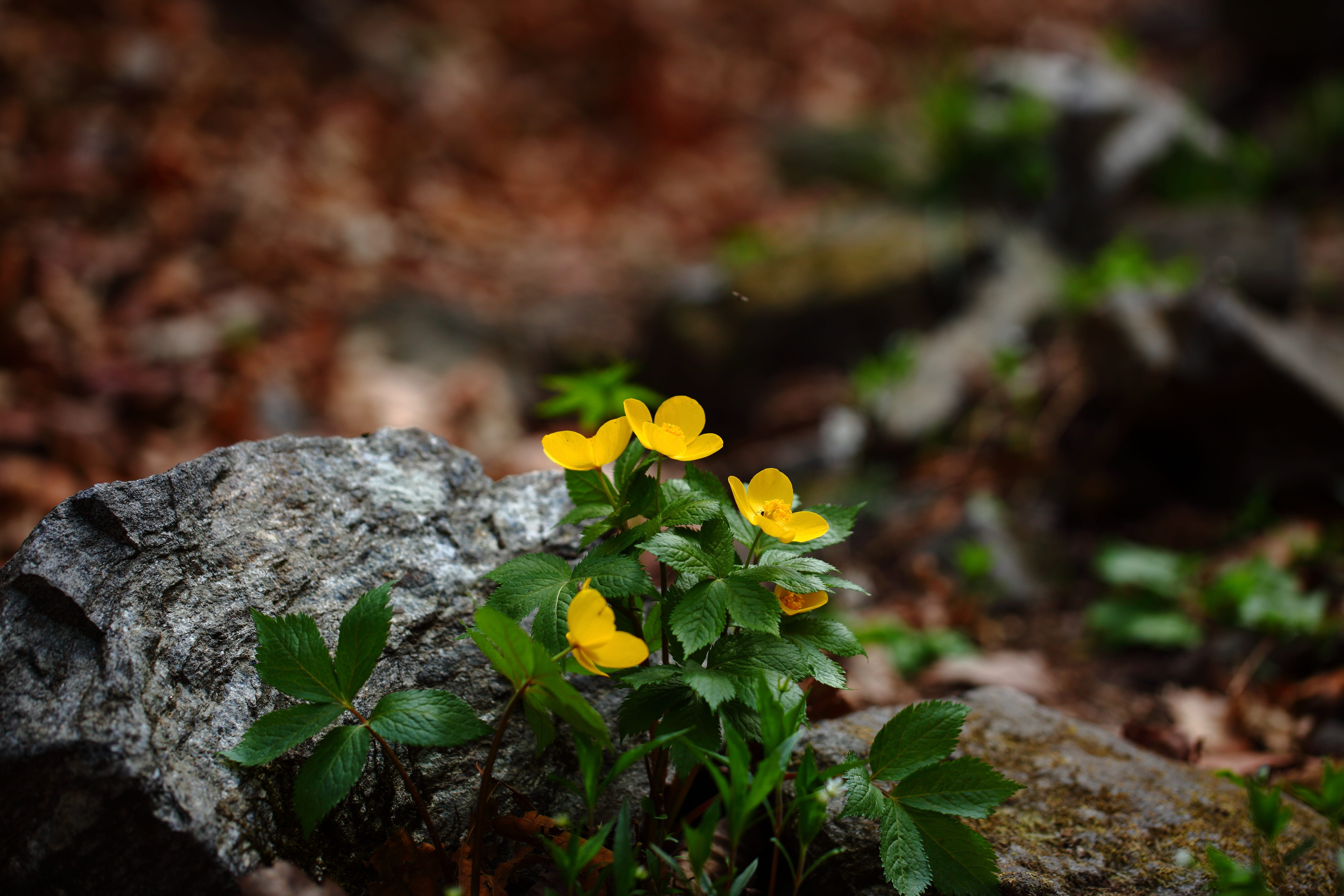 plant, green, plants, flowering plant, outdoors, forest, 5K, leaf, nature, spring flowers, beauty in nature, land, water wind, flowers, no people, rock, HD Wallpaper
