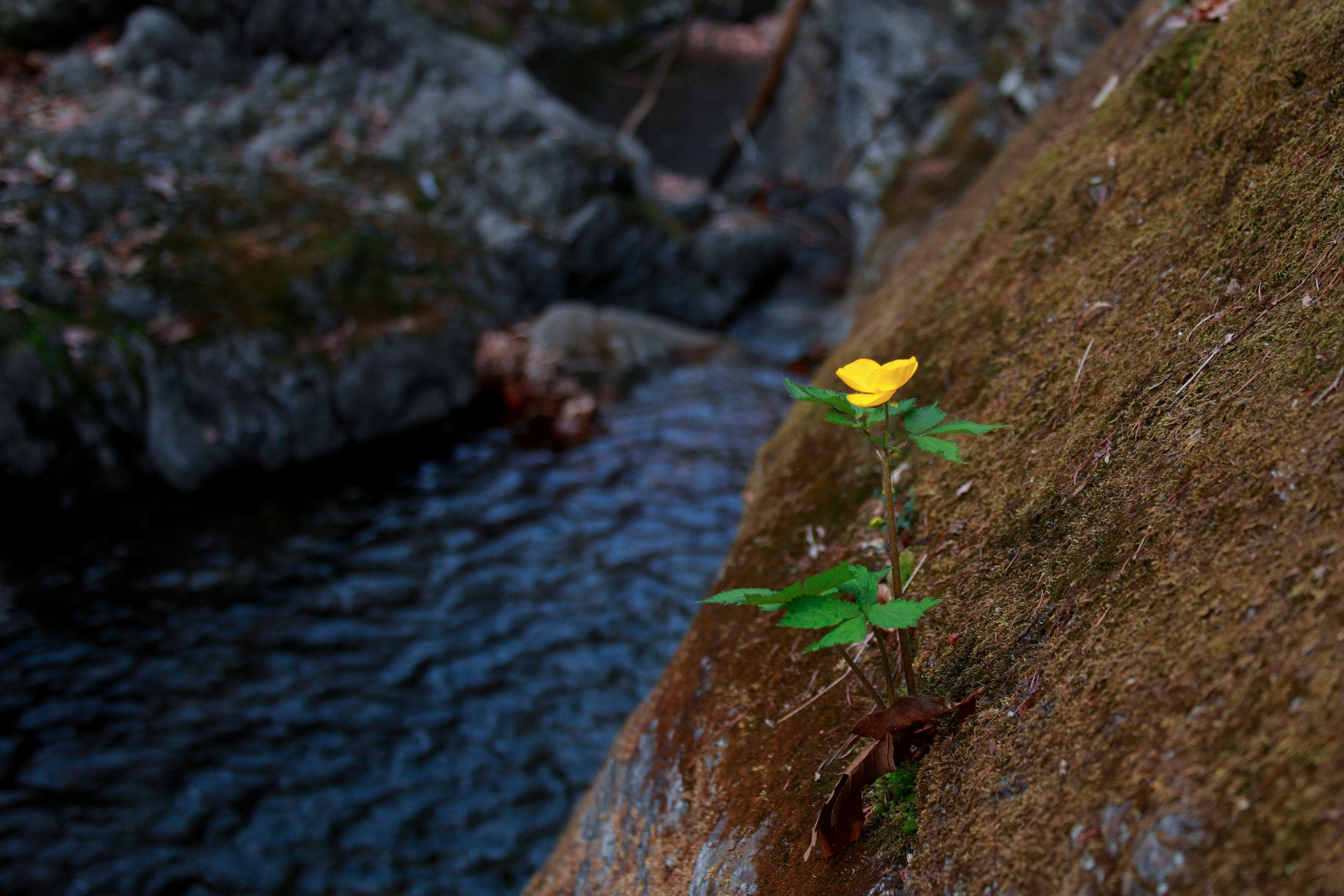 wildflower, mountain, water, beauty in nature, leaf, flower, the body of water, cheonmasan, no people, rock - object, flowers, trunk, tree trunk, selective focus, HD Wallpaper