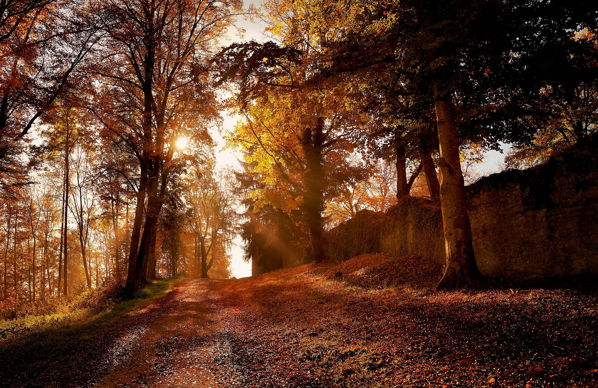leaf, non-urban scene, the way forward, growth, change, plant, land, idyllic, outdoors, travel, forest, at the court of, orange color, way, season, scenics - nature, HD Wallpaper
