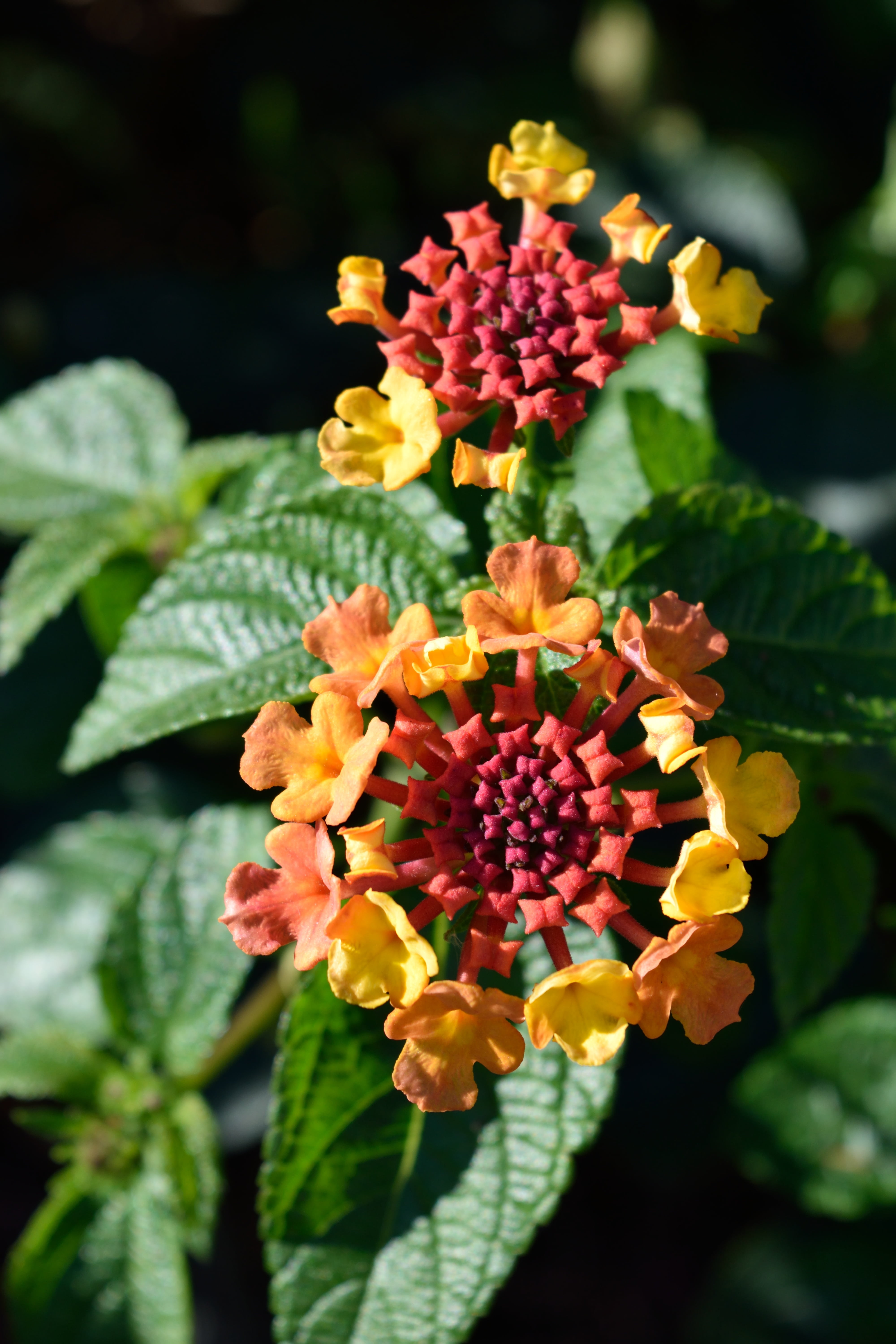flower head, plant, 5K, inflorescence, growth, close-up, flowering plant, beauty in nature, bloom, no people, bunch of flowers, yellow, lantana, flower, Phone HD Wallpaper