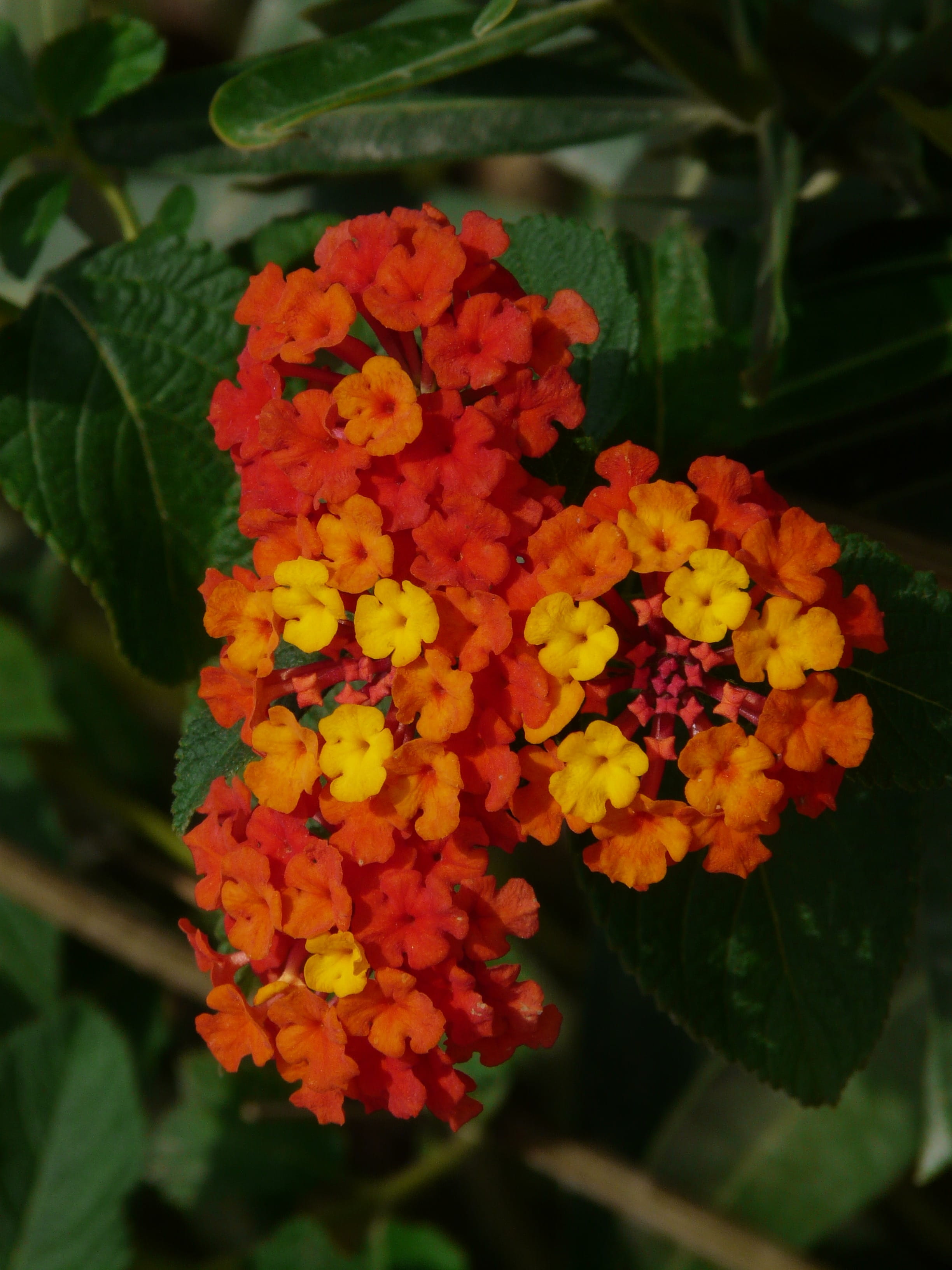 no people, petal, red, garden, outdoors, leaf, focus on foreground, summer, blossom, flowering plant, vulnerability, flower, lantana, bunch of flowers, Phone HD Wallpaper
