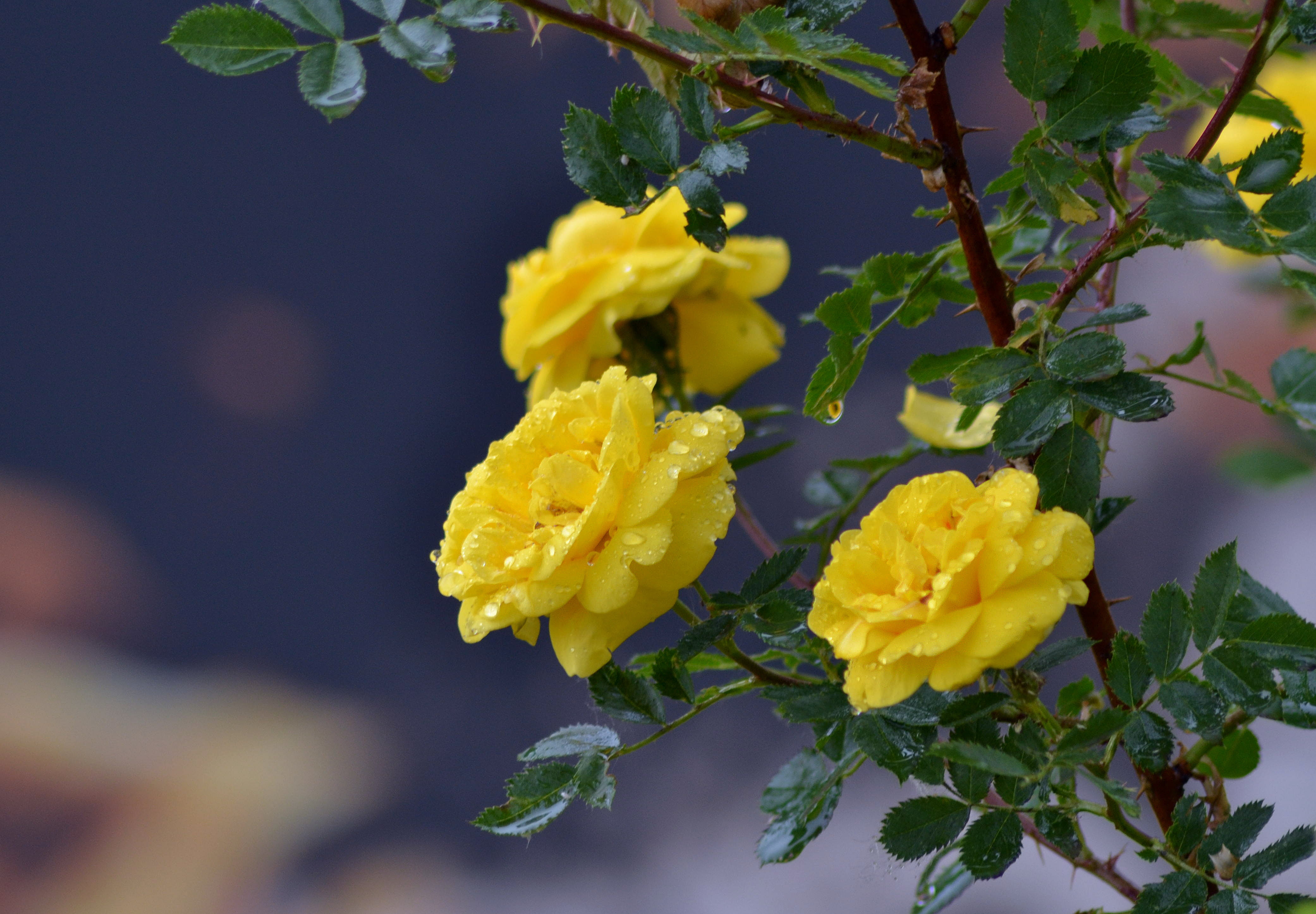flower Head, drops, no people, inflorescence, decoration, branch, springtime, bouquet, flower, outdoors, focus on foreground, vulnerability, yellow, flowering plant, HD Wallpaper