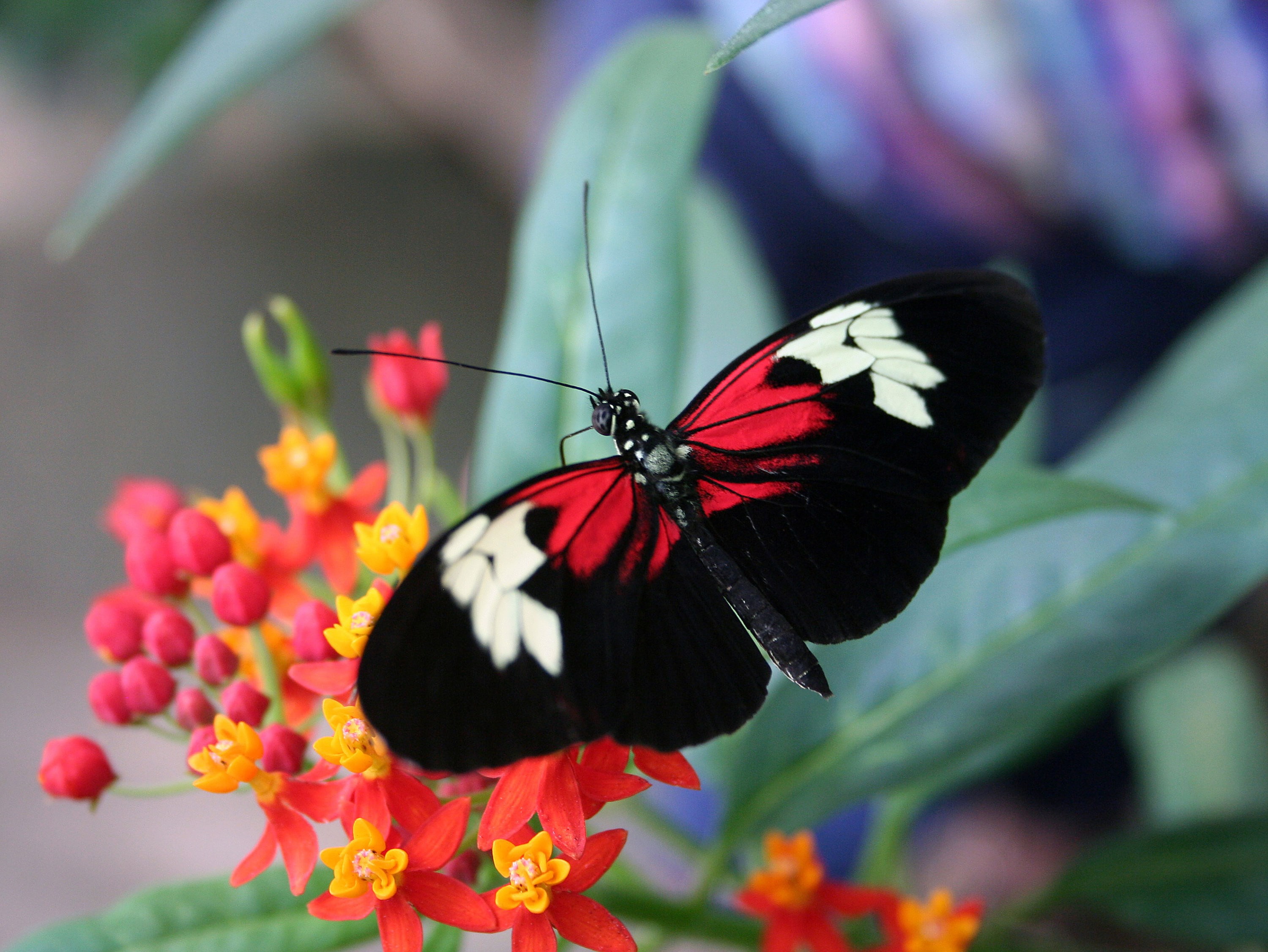 fragility, animal, invertebrate, freshness, nature, animals in the wild, flower head, one animal, red and black butterfly picture, lantana, animal body part, HD Wallpaper