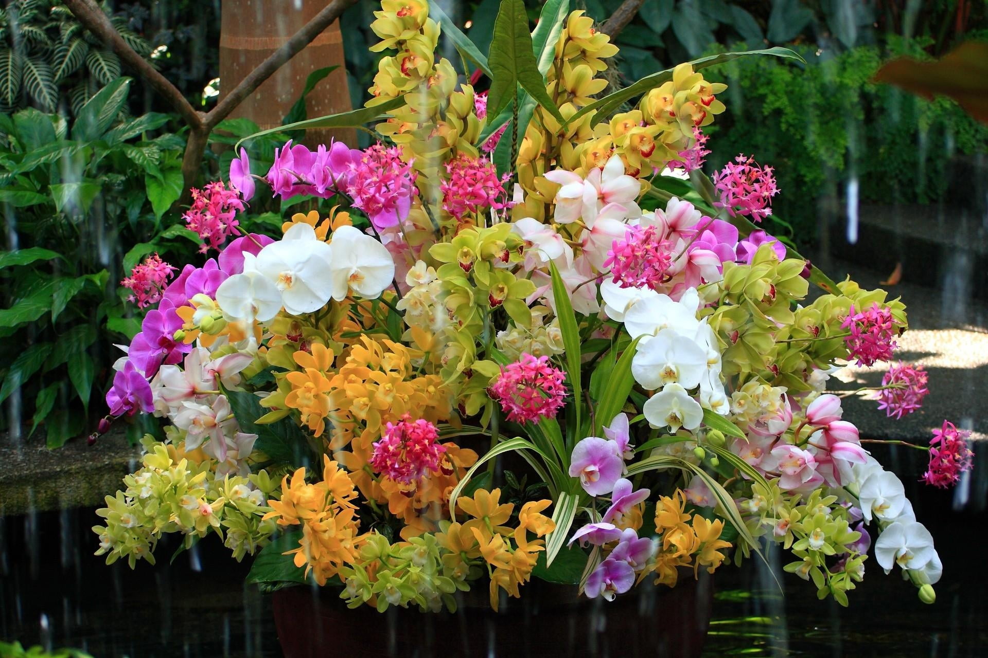 choice, formal Garden, gardening, inflorescence, decoration, variety, petal, nature, orchids, leaf, multi Colored, close-up, springtime, flower Head, flower, HD Wallpaper