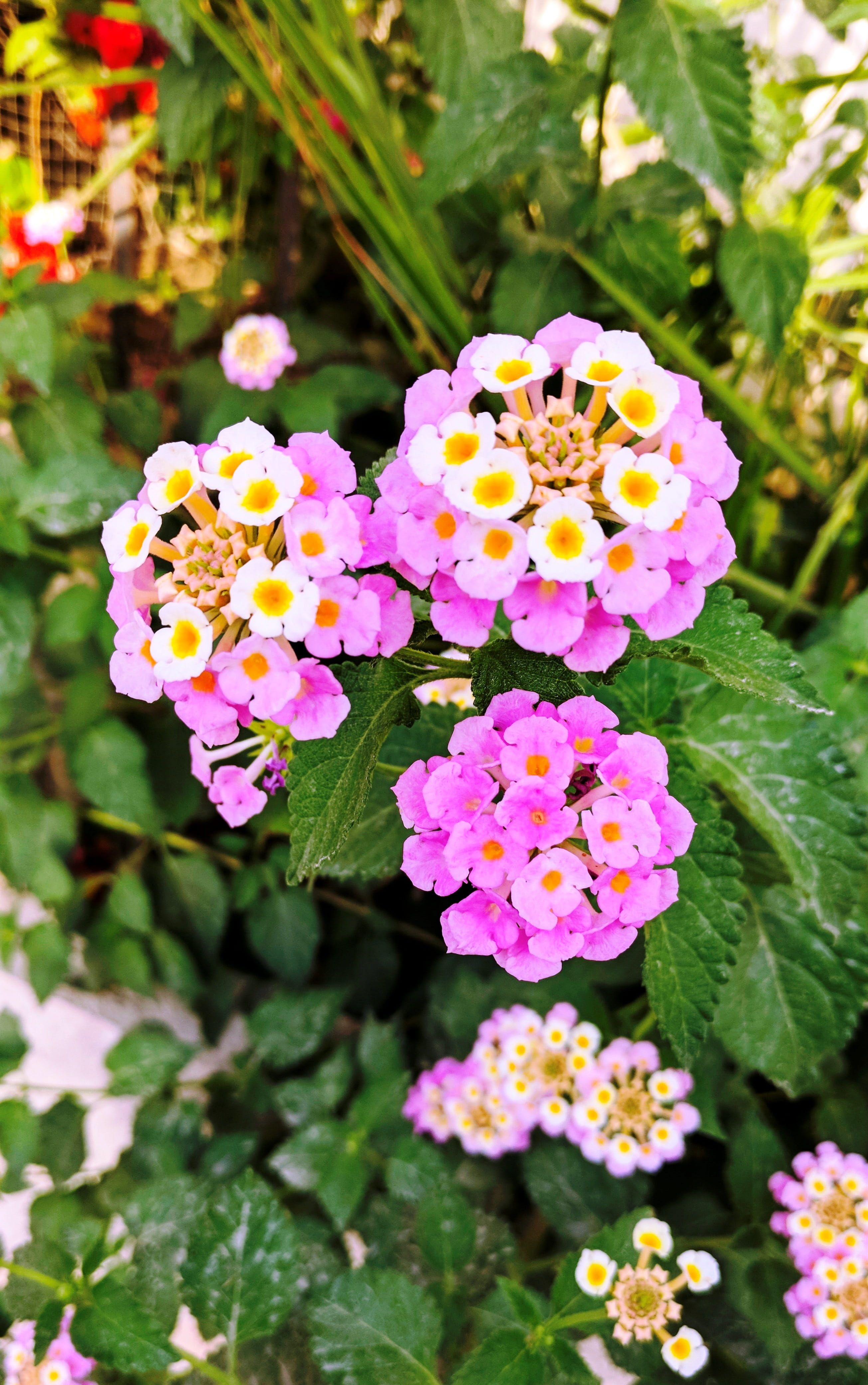 outdoors, floral, leaf, park, vulnerability, freshness, park - man made space, flower, 4K, flower head, flowers, fragility, bloom, nepal, colorful, camara, Phone HD Wallpaper