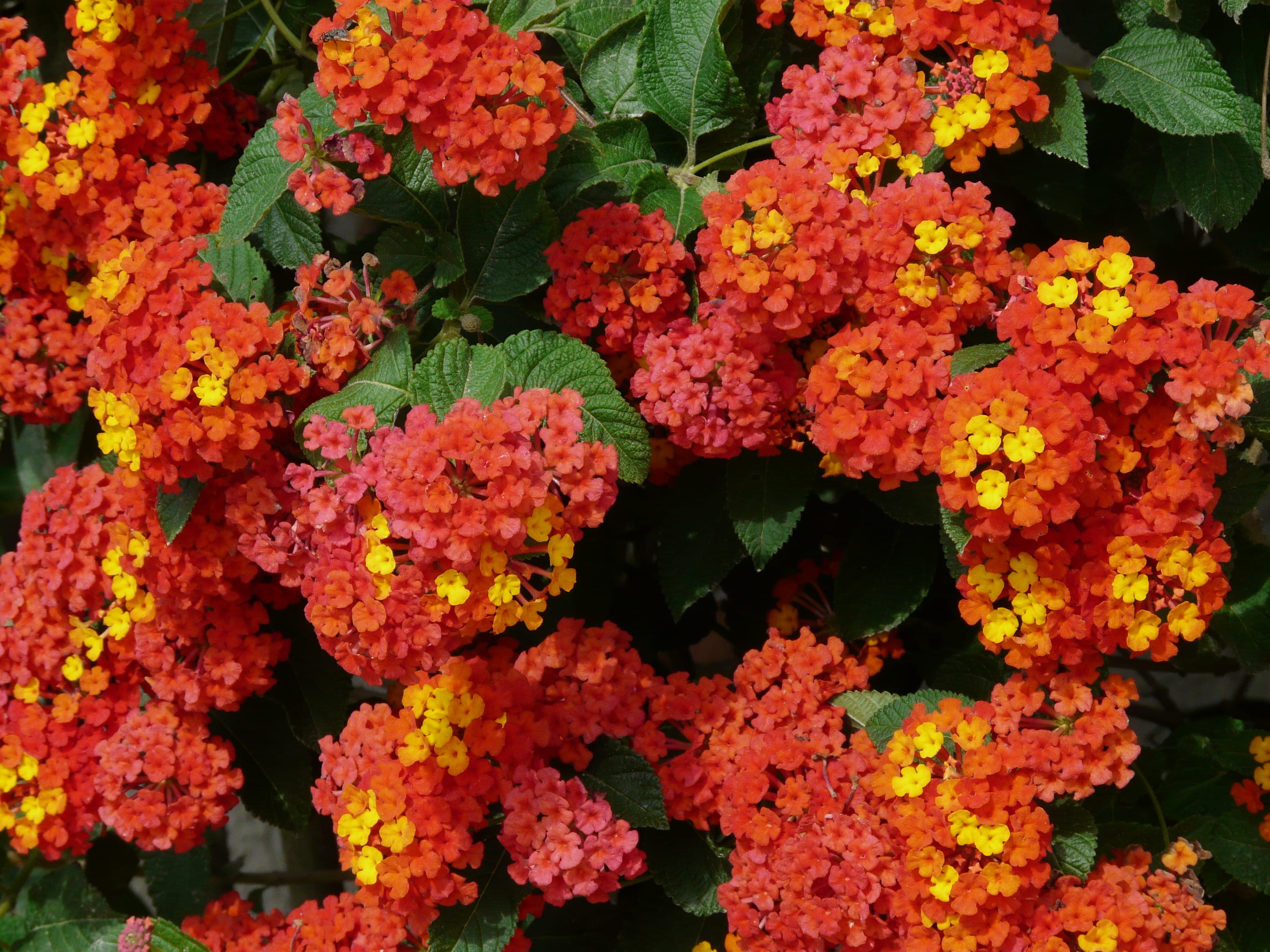 red, flower head, flowering plant, verbena greenhouse, garden, marigold, plant part, ornamental plant, close-up, petal, fragility, day, plant, yellow, flower arrangement, HD Wallpaper