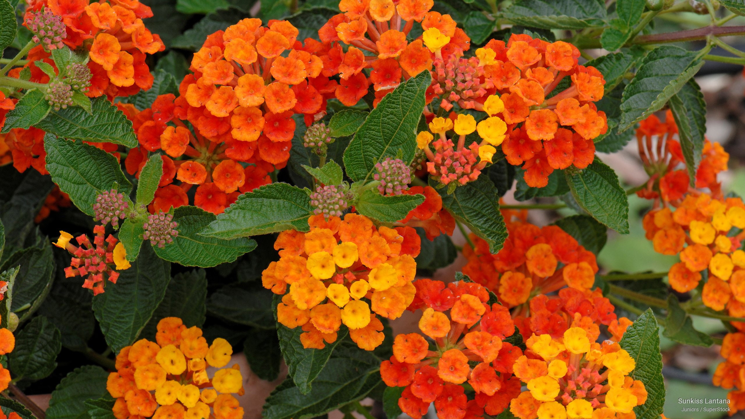 2K, Flowers/Gardens, sunkiss, lantana, HD Wallpaper