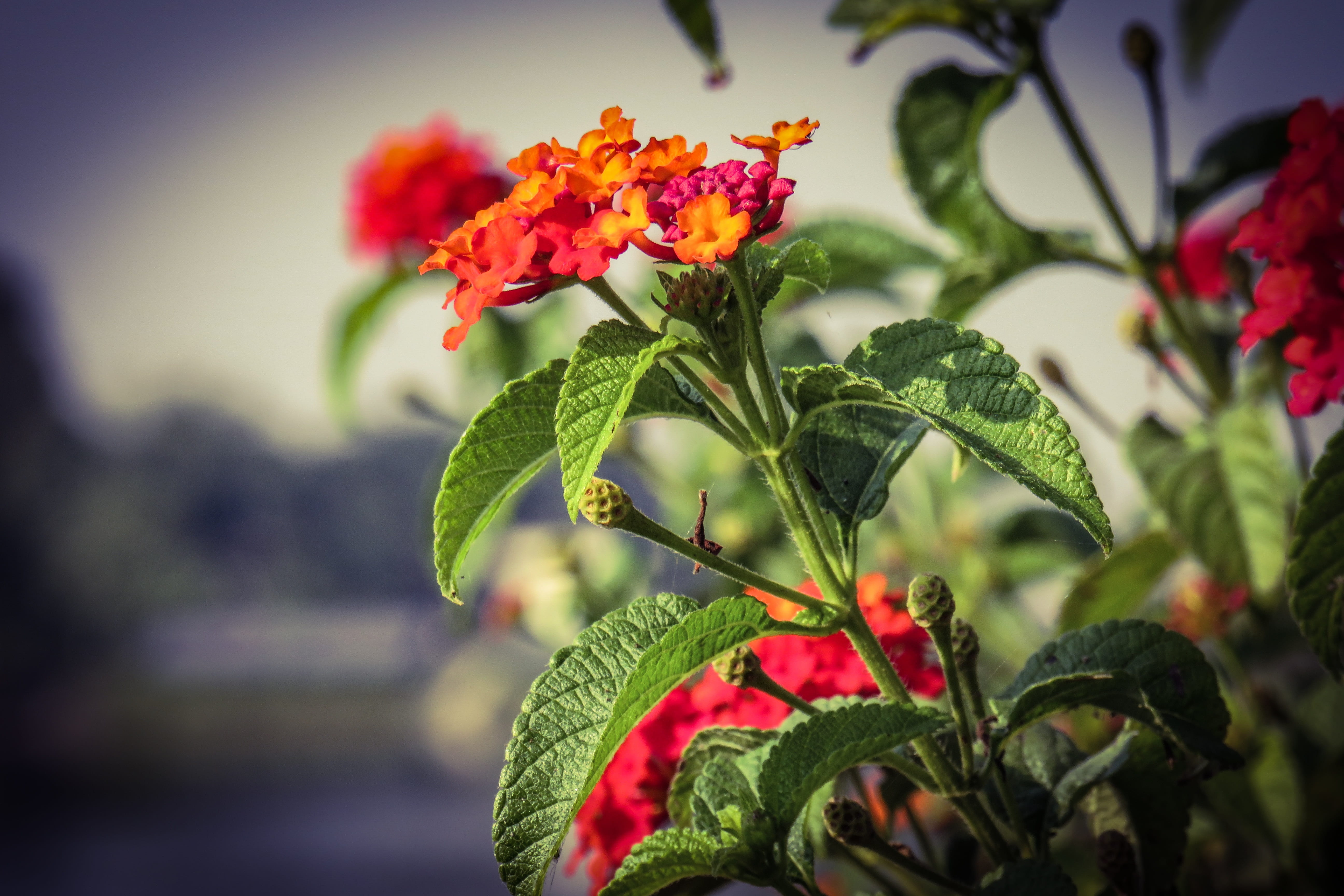 fragility, petal, vulnerability, vibrant, outdoors, flowers, focus on foreground, flower head, garden, close-up, 5K, no people, lantana, growth, nature, HD Wallpaper