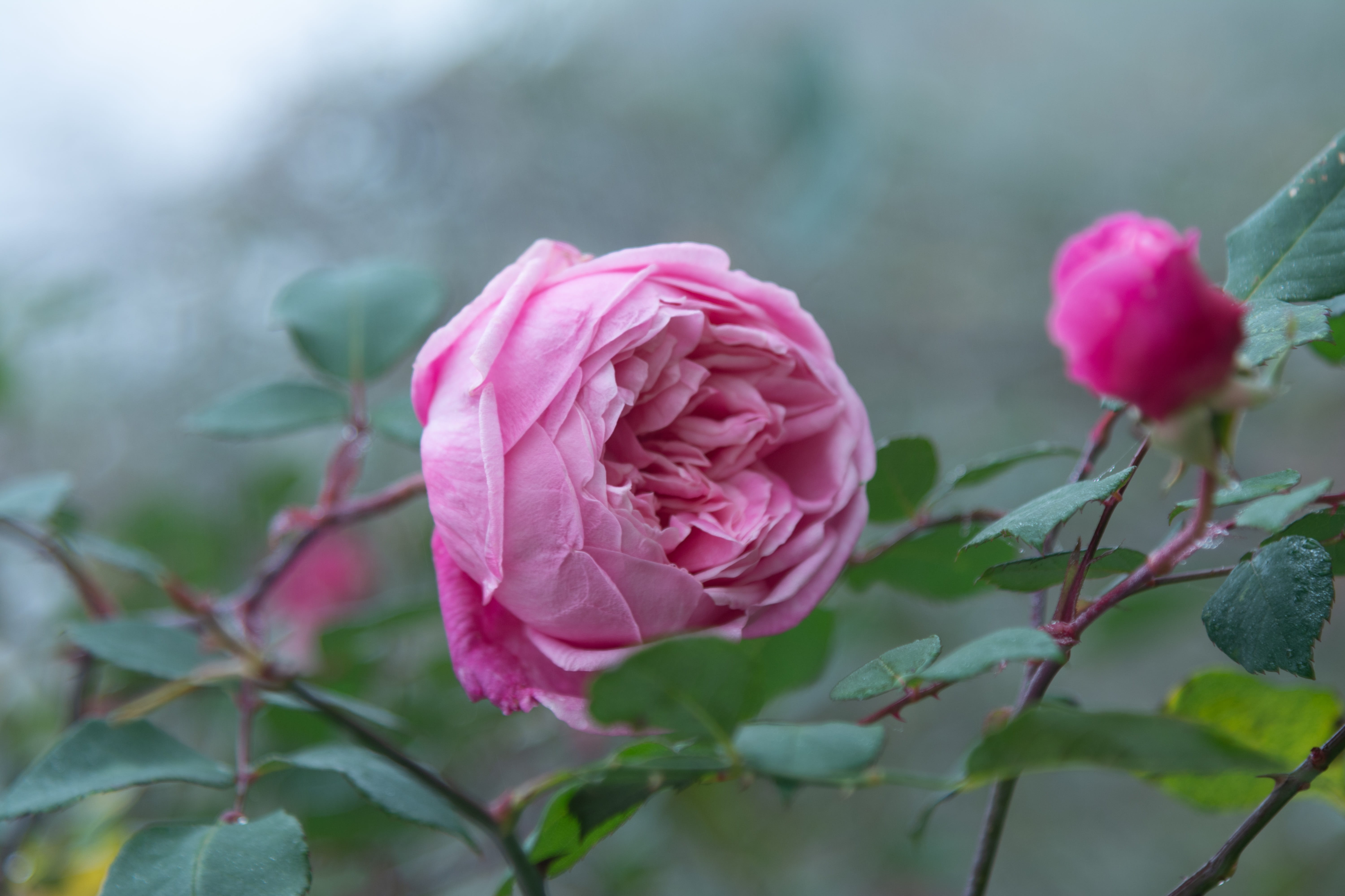 beauty in nature, flowering plant, focus on foreground, leaf, flower head, no people, pink rose, vulnerability, flower, 5K, plant part, fragility, close-up, HD Wallpaper