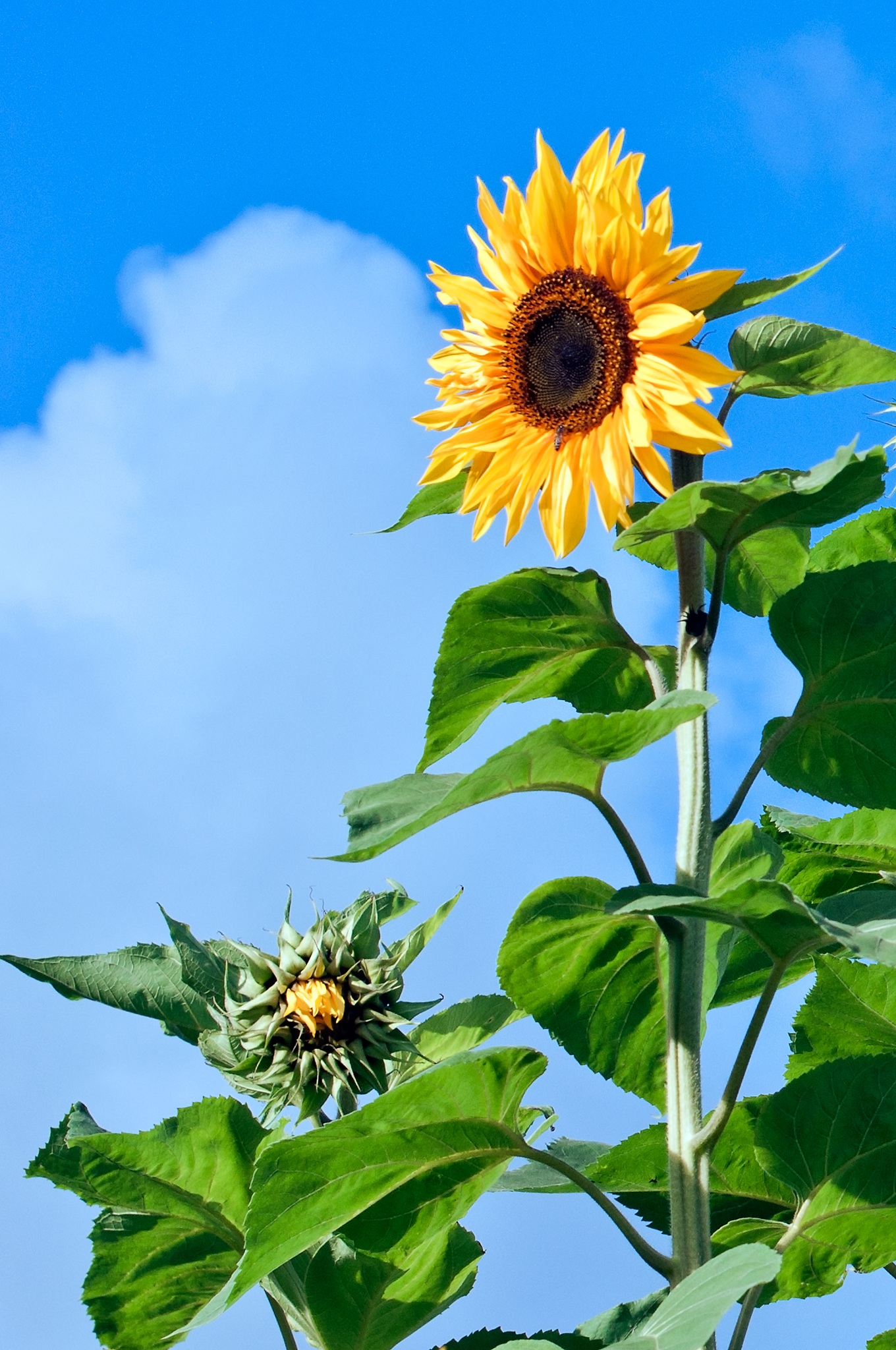 flower head, fragility, inflorescence, seeds, flower, nature, sunflower, florets, outdoors, freshness, pollen, yellow, beauty in nature, plant, sepal, sky, Phone HD Wallpaper