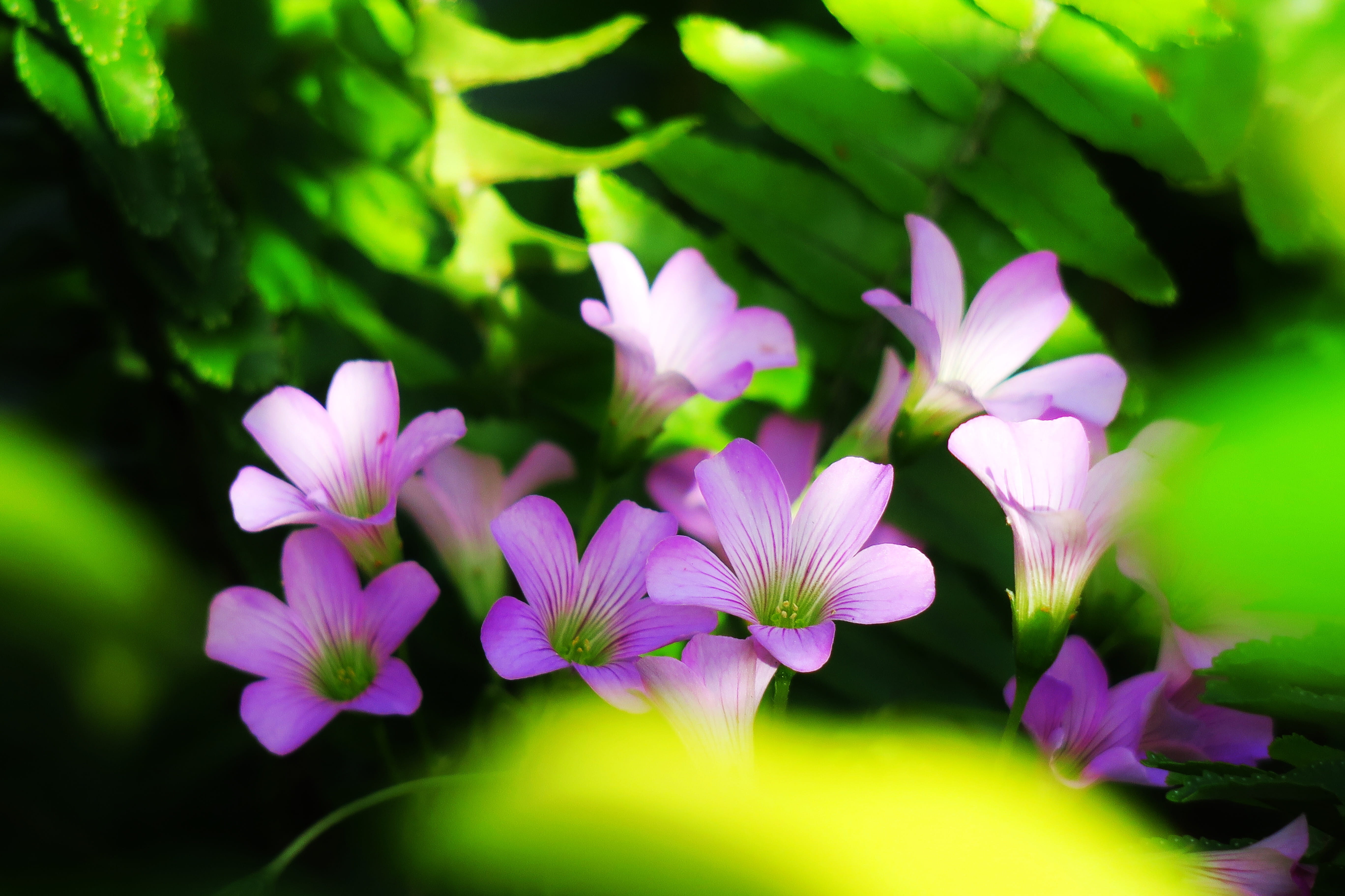 park, little flower, pink color, freshness, vulnerability, growth, qingxinziran, leaf, flowering plant, flowering, close-up, green color, plant, no people, HD Wallpaper