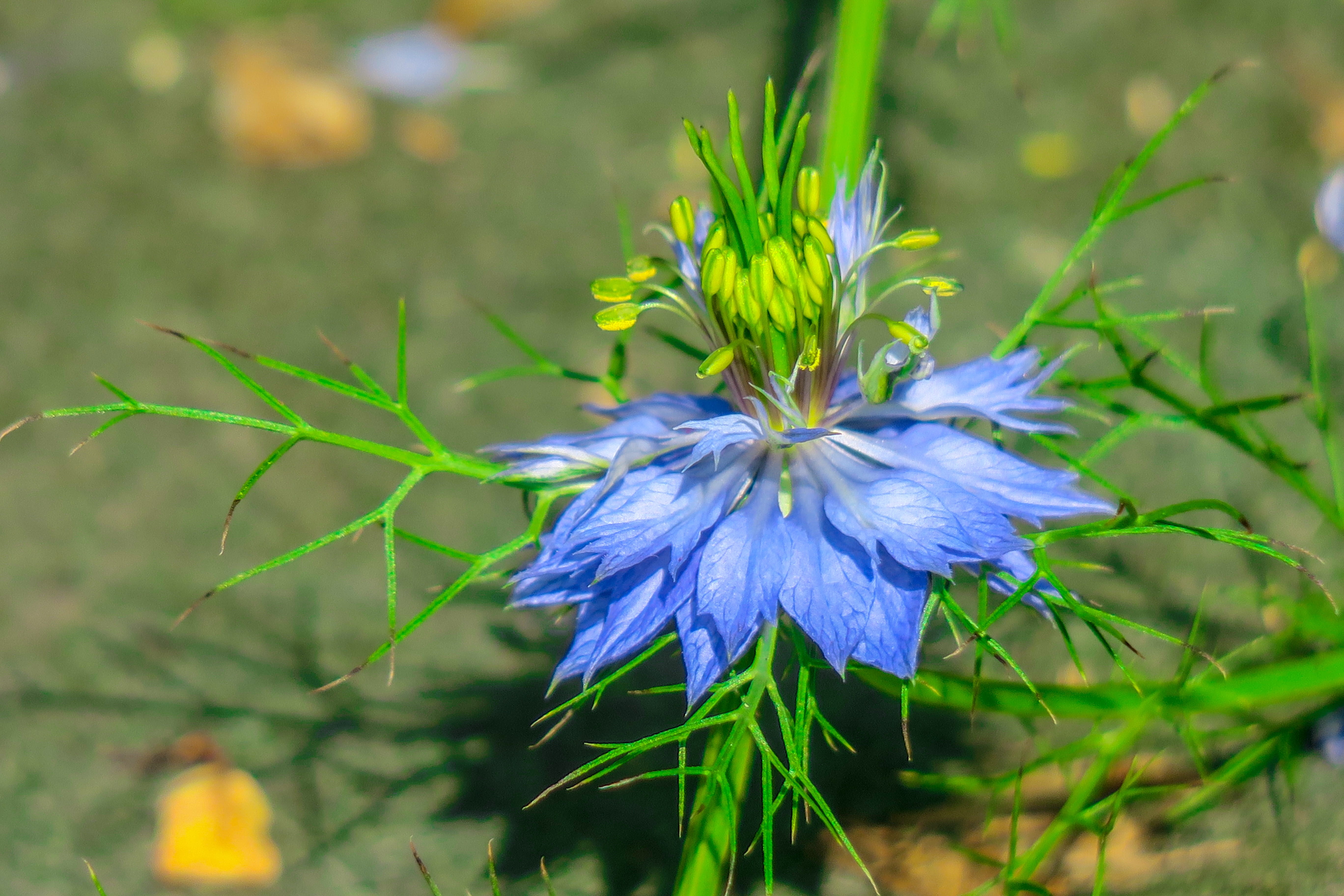 wild, 5K, beauty in nature, fresh, outdoor, spring, little flower, light, flowers, compact, flowers, flower head, lu bian floret, flower, black grass, HD Wallpaper