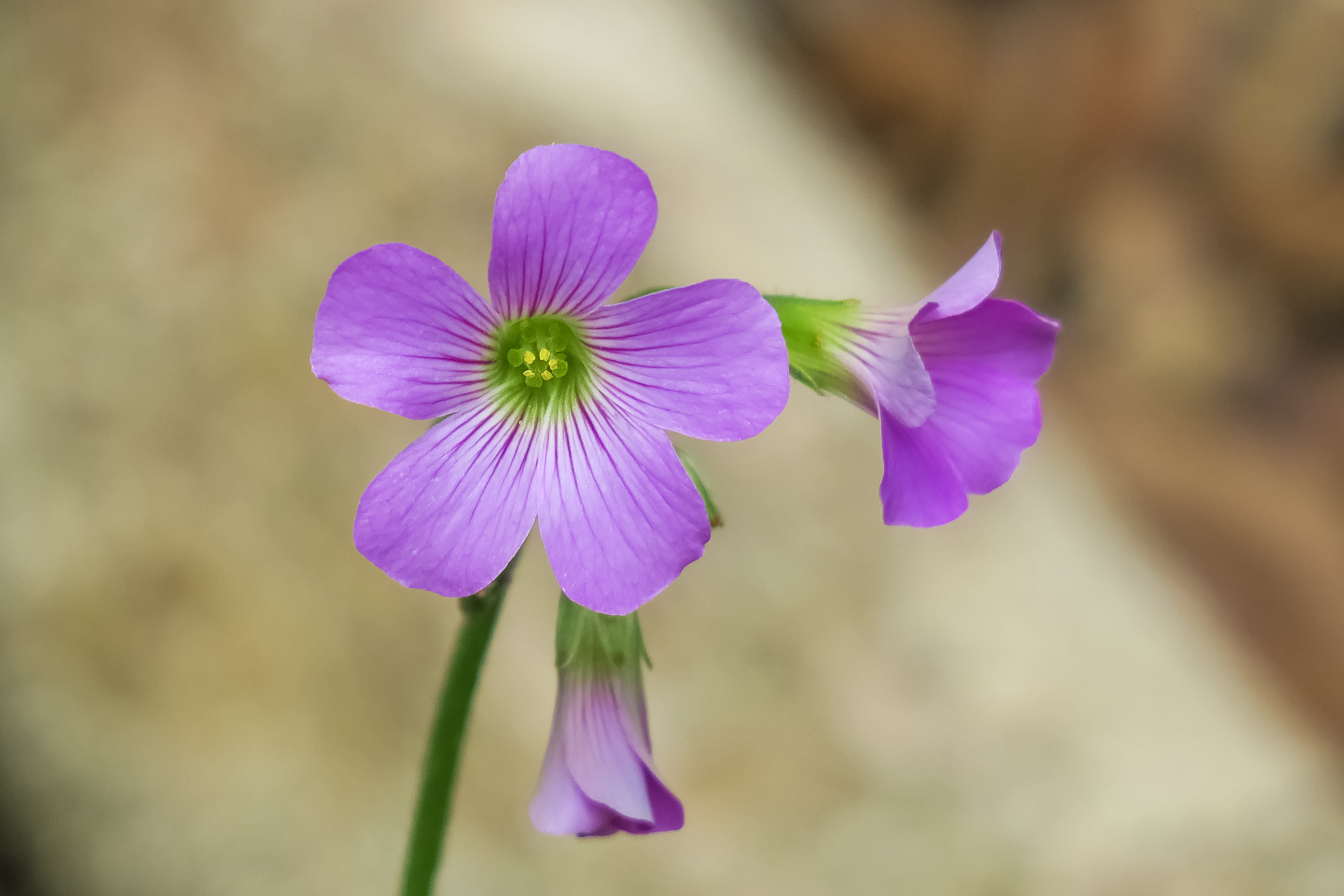 flower, garden, dazzling, spring, freshness, light, inflorescence, fresh, beautiful, bouquet, nature, no people, outdoors, bloom, shamrock, clover, purple, HD Wallpaper