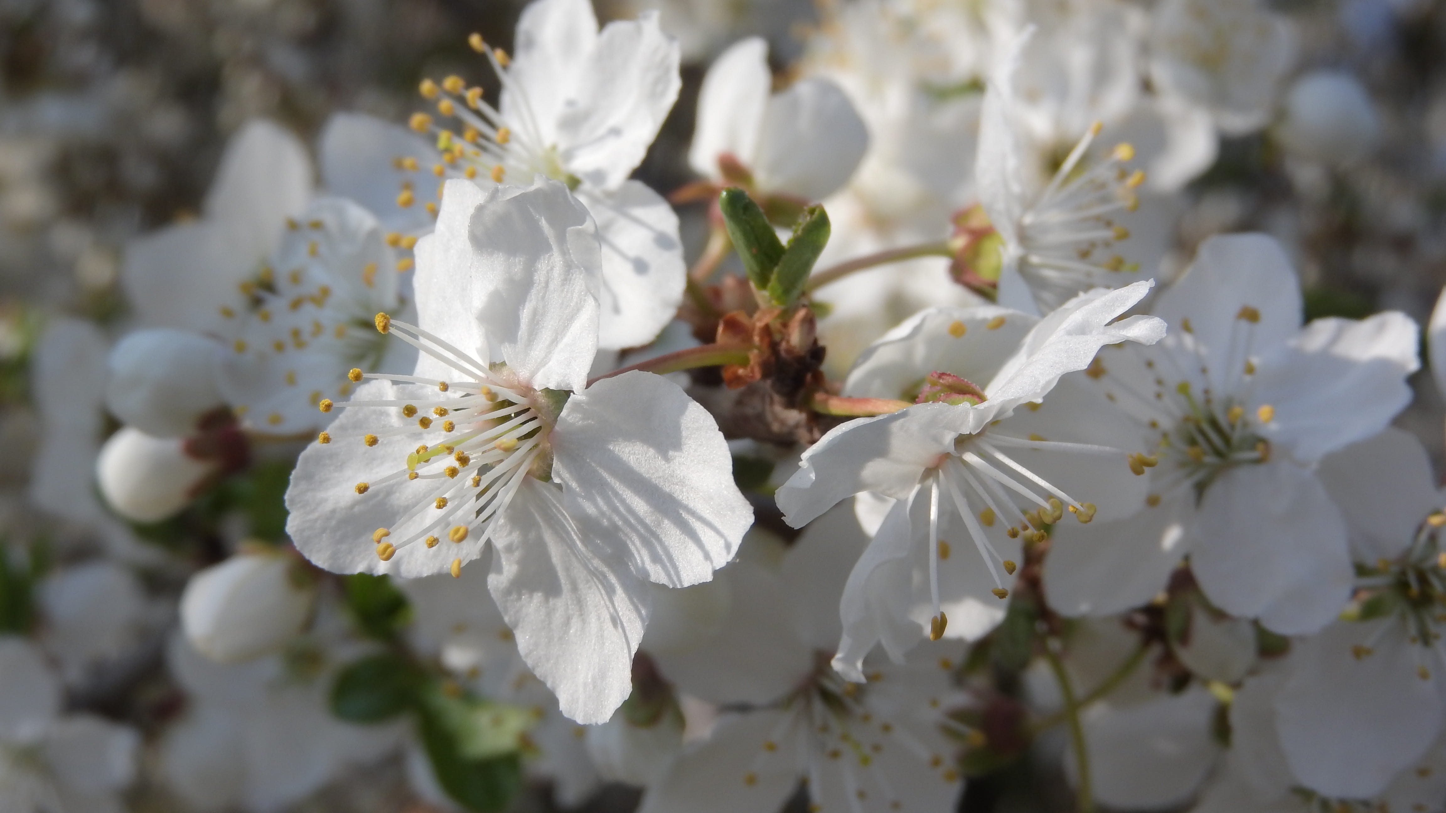 spring flowers, nature, tiny white florets, white color, pollen, cherry blossom, romantic flowers, inflorescence, focus on foreground, delicate flowers, HD Wallpaper