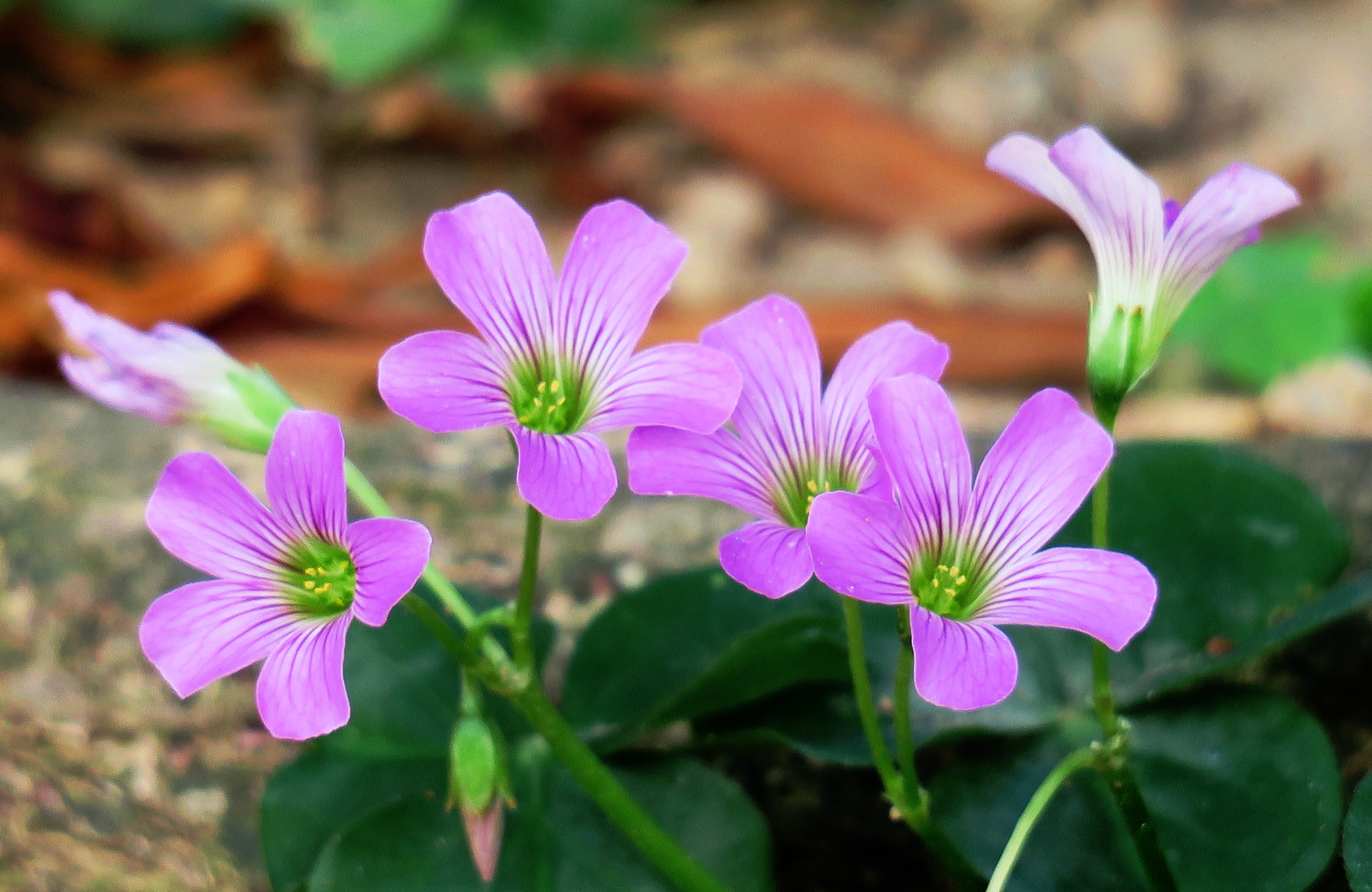 park, clover, growth, pink color, no people, outdoor, nature, beautiful, beauty, bloom, outdoors, little flower, freshness, fragility, qingxinziran, spring, HD Wallpaper