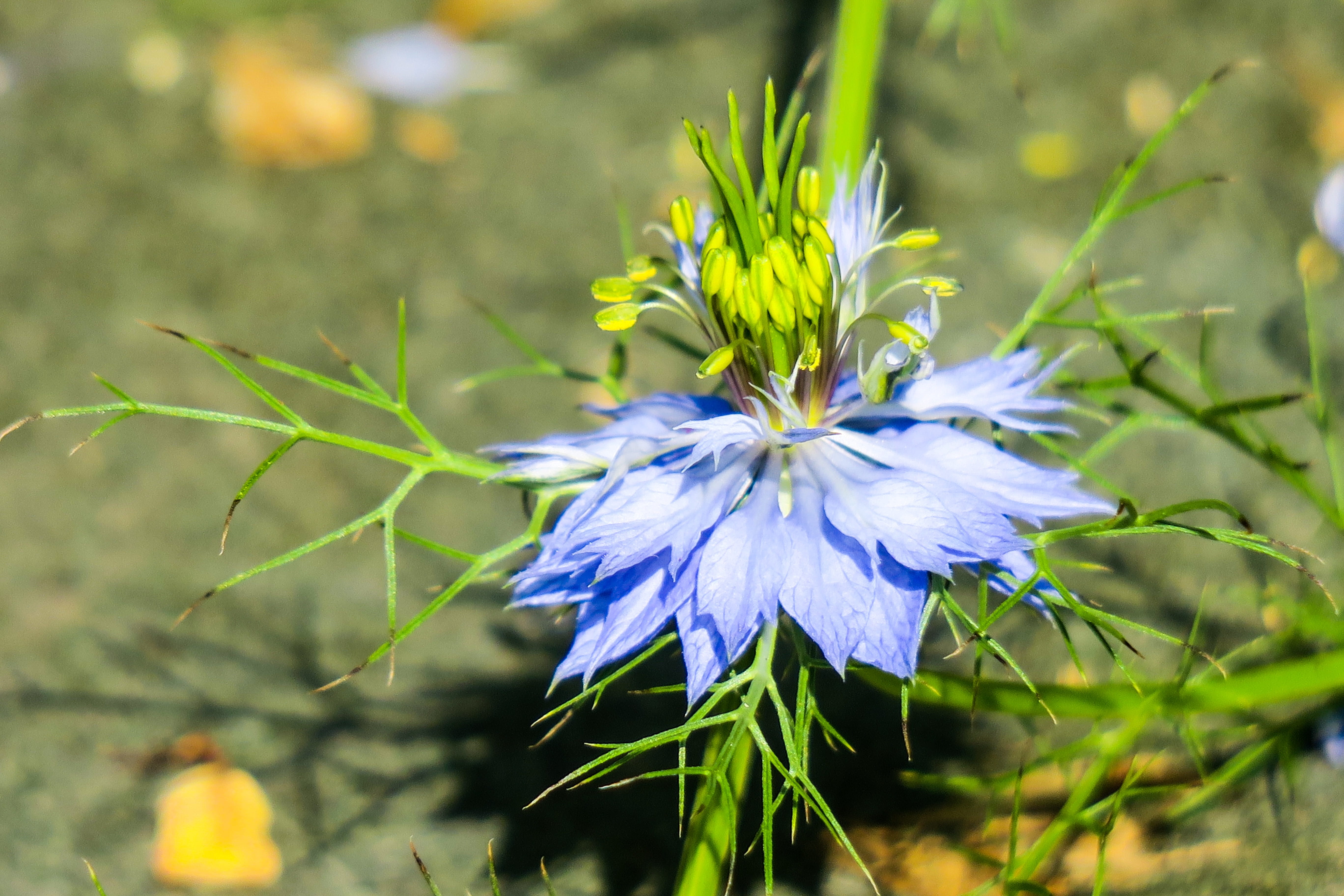 petal, flower, 5K, hong kong, flowering, beauty in nature, nature, park, purple, flowers, blossom, spring, bouquet, flowers, day, bloom, dazzling, wild flowers, HD Wallpaper