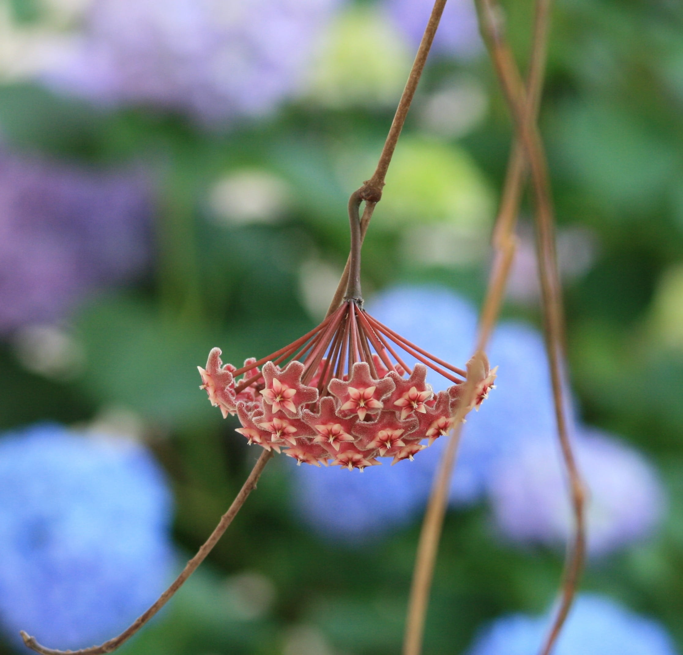growth, close-up, focus on foreground, freshness, outdoors, no people, plant, Wax Plant, day, plant stem, vulnerability, flower Head, nature, botany, beauty in nature, HD Wallpaper