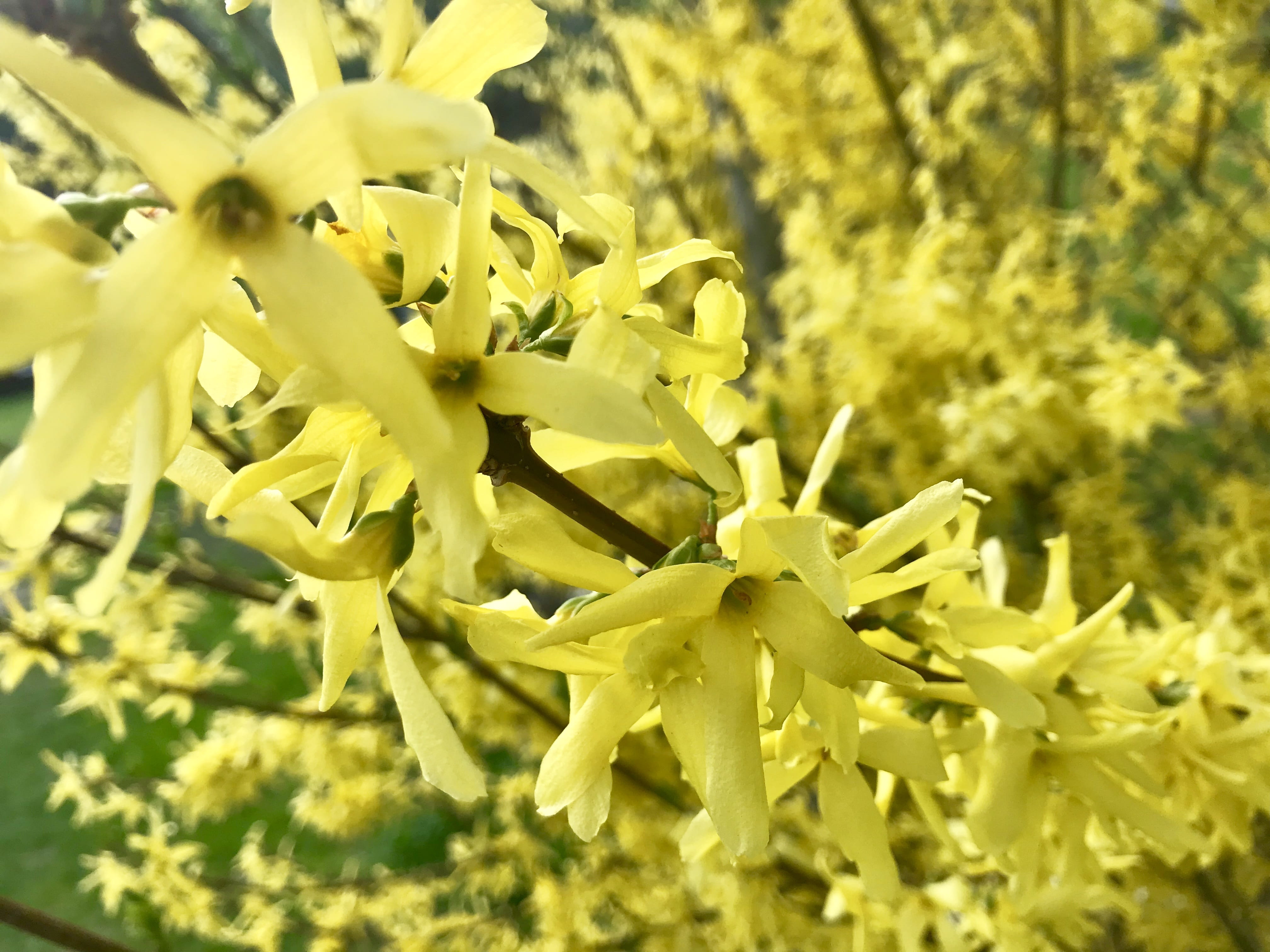 fragility, laburnum, close-up, landscape, day, selective focus, bush, 4K, awakening, nature, yellow flowers, no people, yellow florets, beauty in nature, HD Wallpaper