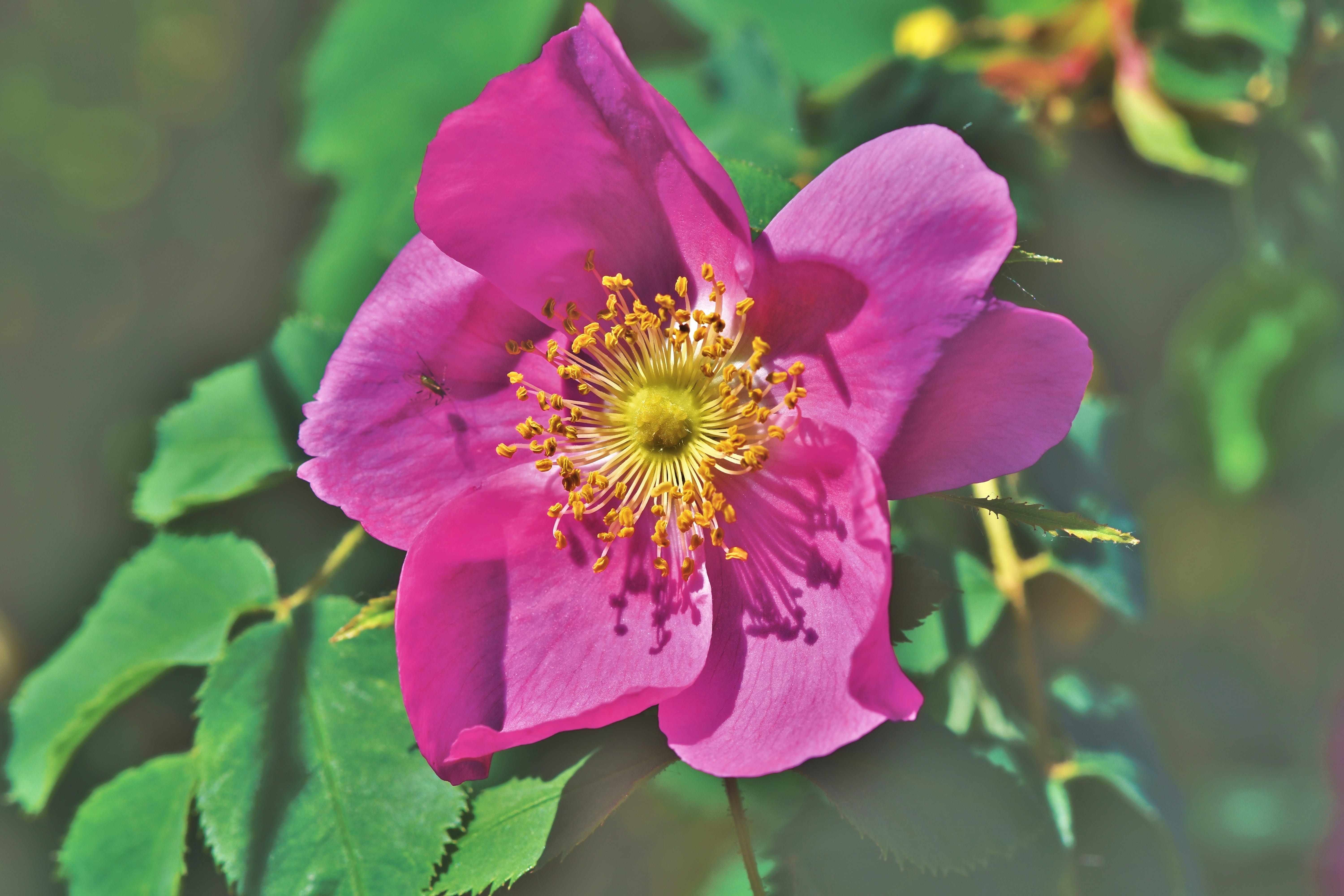 rose bloom, plant part, pollen, florets, leaves, beauty in nature, vulnerability, fragility, garden plant, outdoors, blossom, early bloomer, bloom, flower, HD Wallpaper