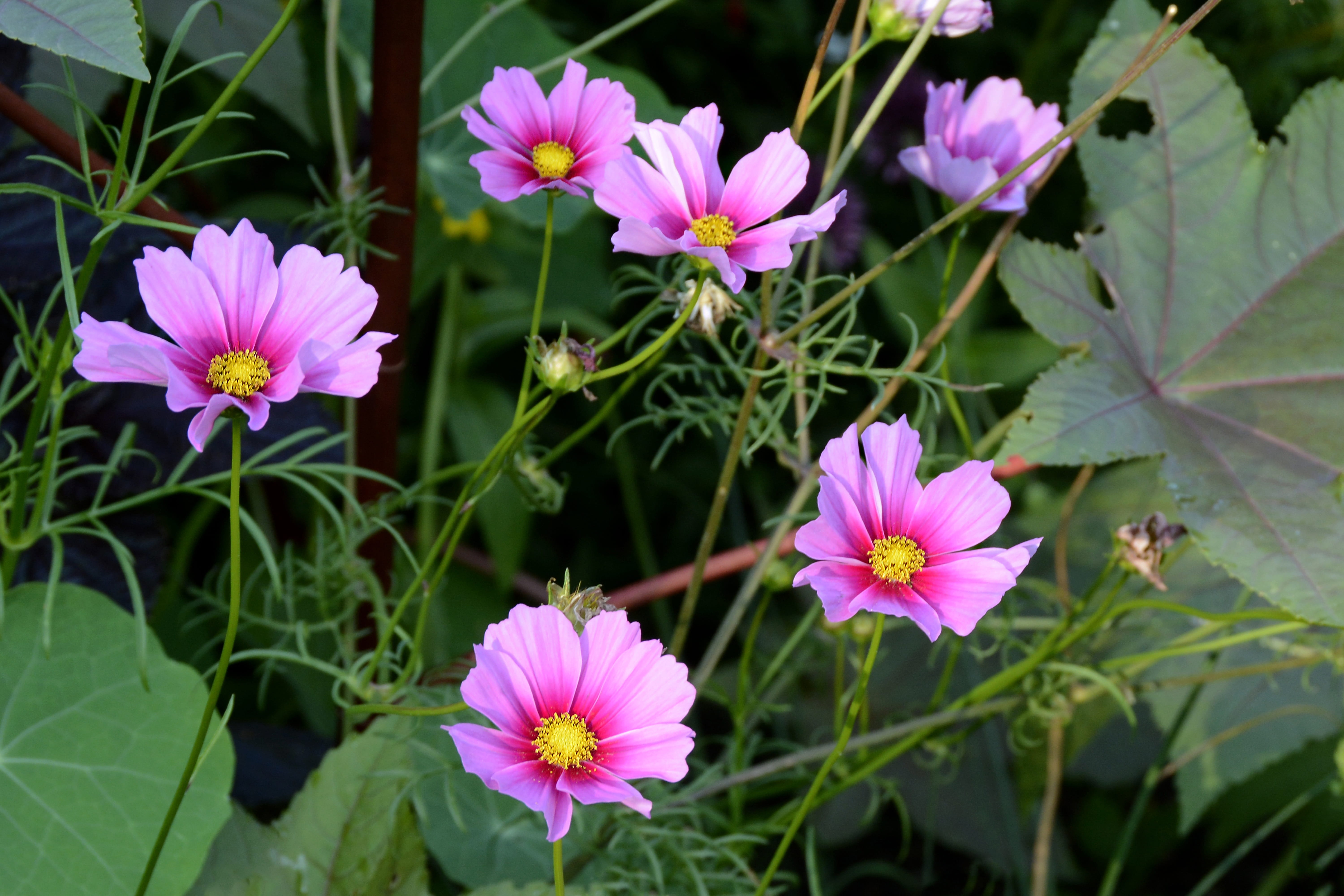 purple, focus on foreground, 5K, petal, garden, leaf, flora, vulnerability, nature, fragility, close up, bloom, pollen, illuminated, plant part, pink, HD Wallpaper