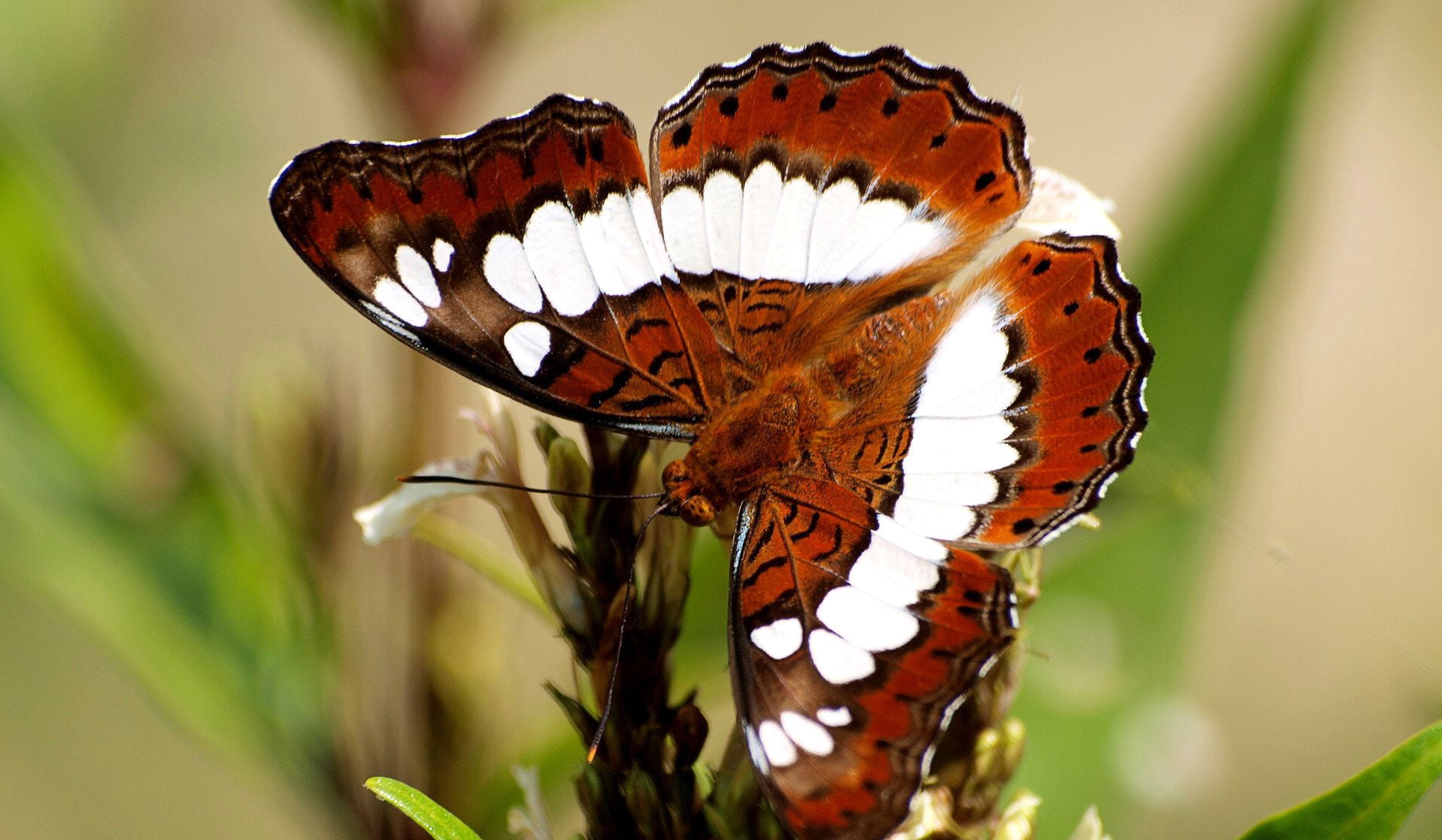 macro, natural pattern, beauty in nature, animal wing, focus on foreground, nature, outdoors, plant, 1080P, no people, animal wildlife, invertebrate, one animal, HD Wallpaper