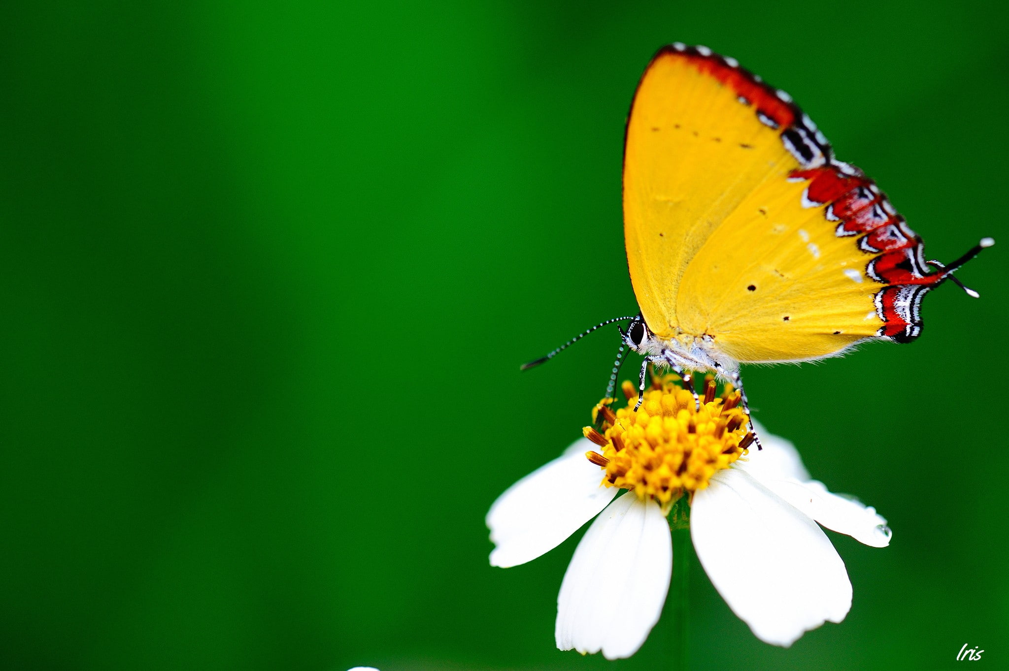 macro, 1080P, lepidoptera, flowers, plants, HD Wallpaper