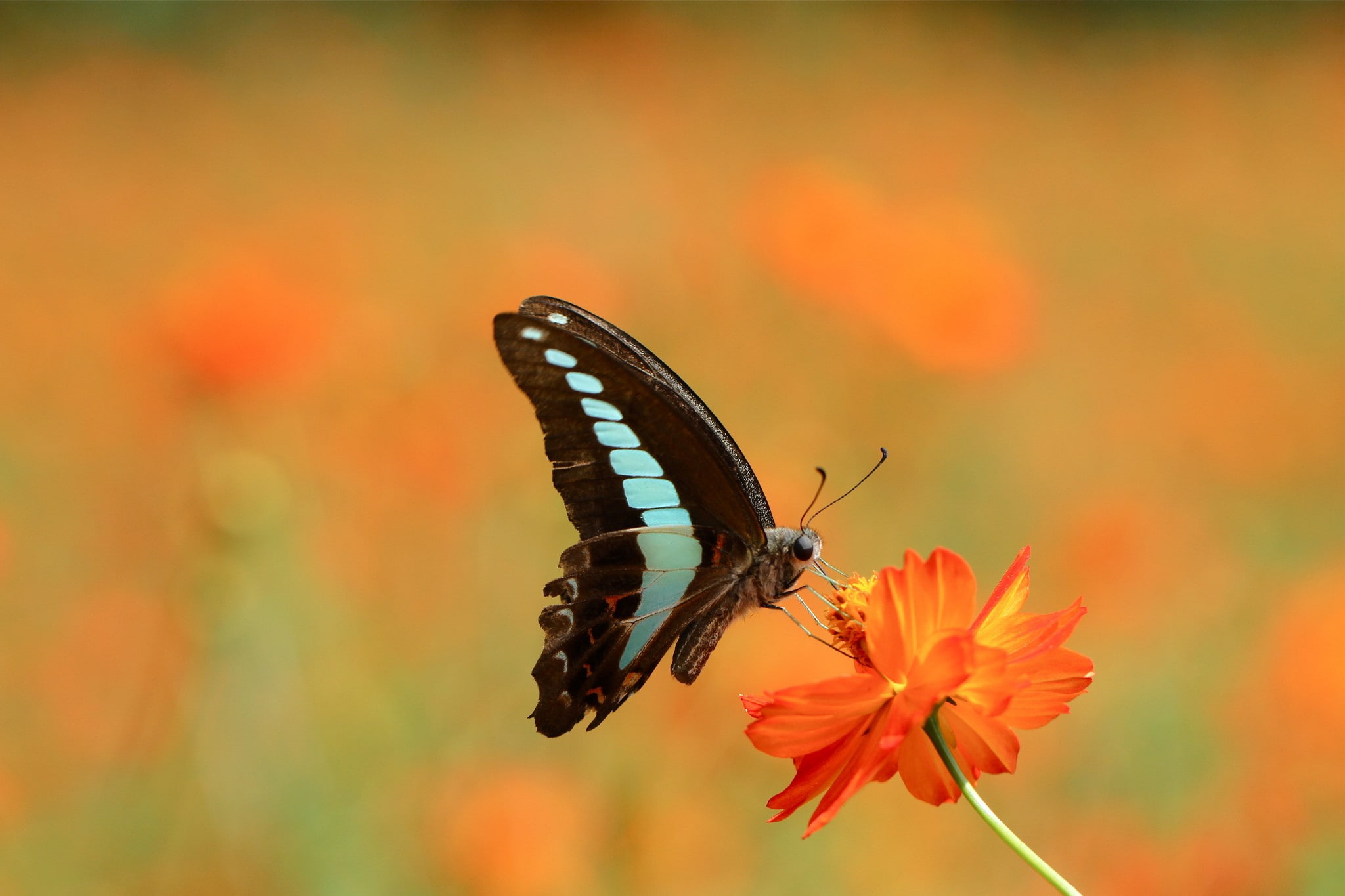 1080P, lepidoptera, macro, HD Wallpaper