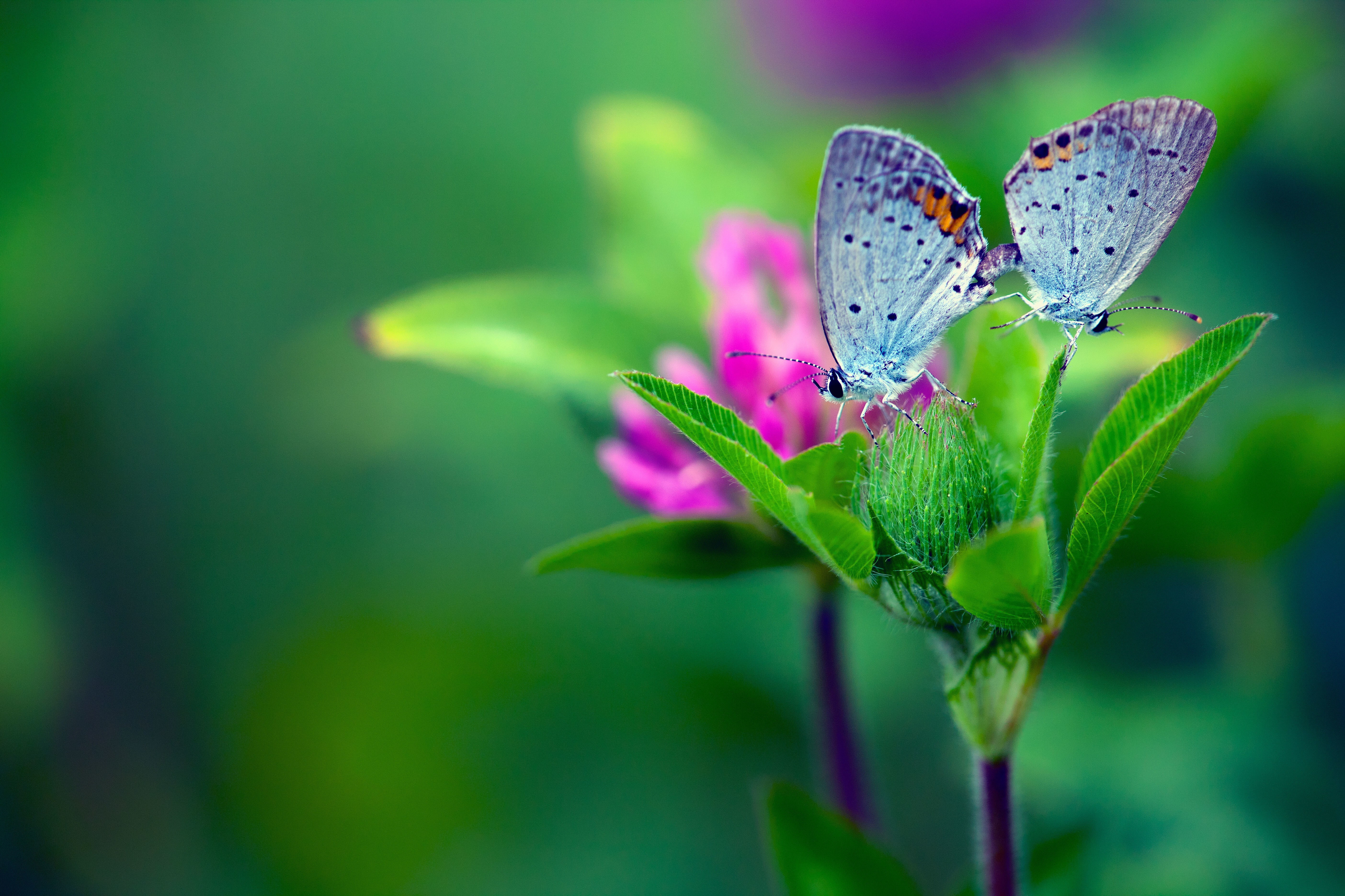 lepidoptera, flowers, macro, 5K, plants, HD Wallpaper