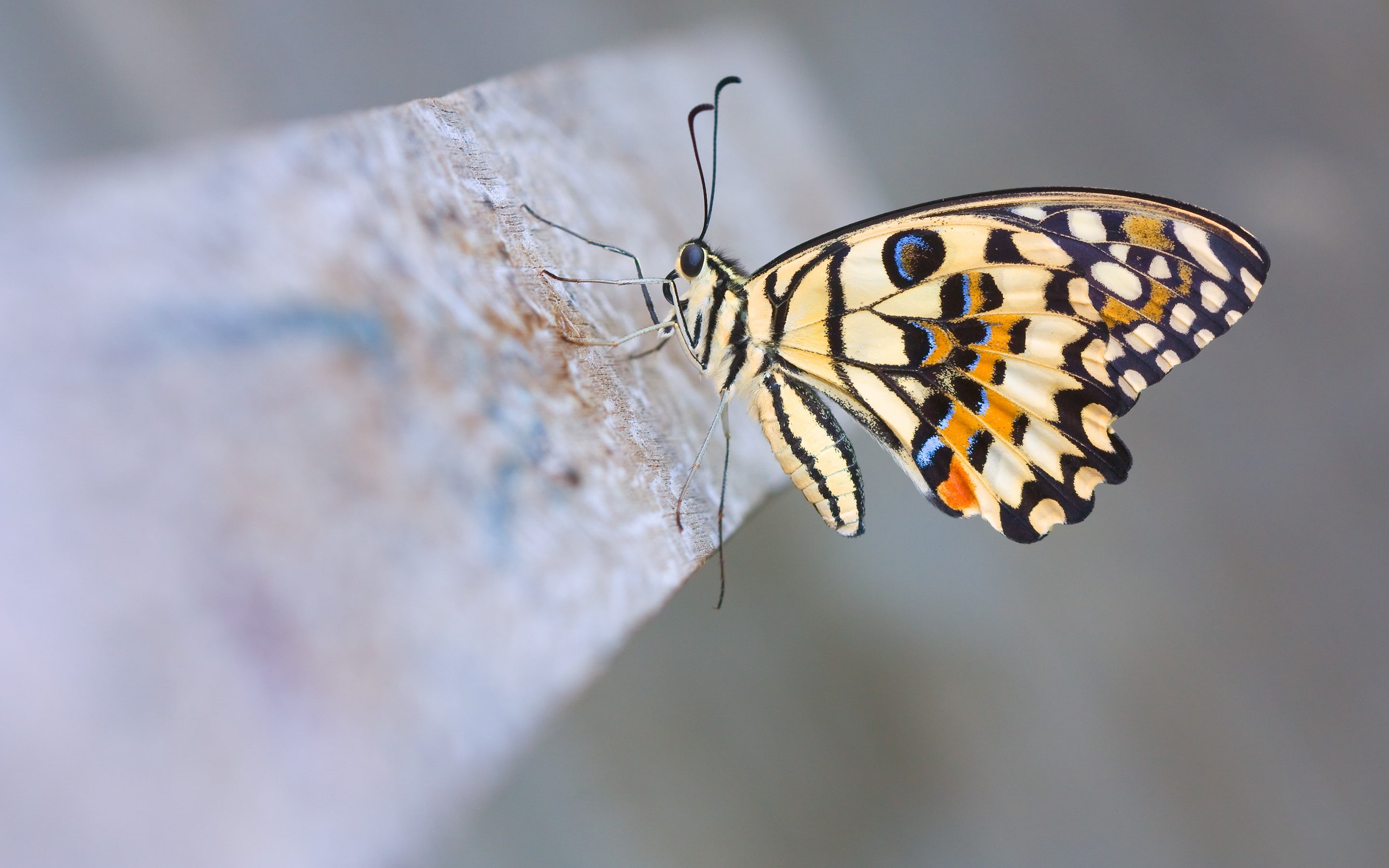 animals, insect, 2K, lepidoptera, HD Wallpaper