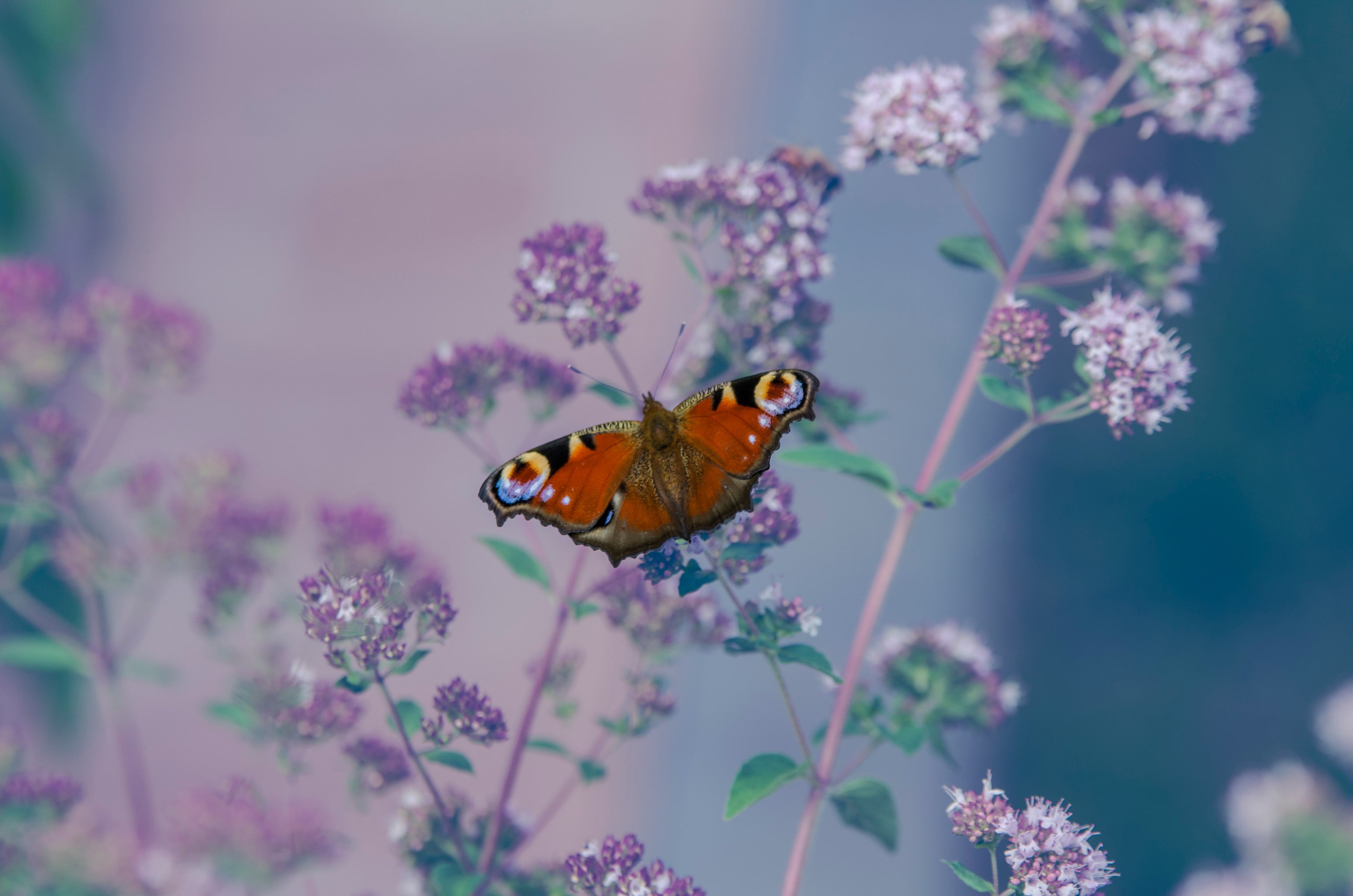 2K, lepidoptera, animals, flowers, Aglais io, insect, HD Wallpaper