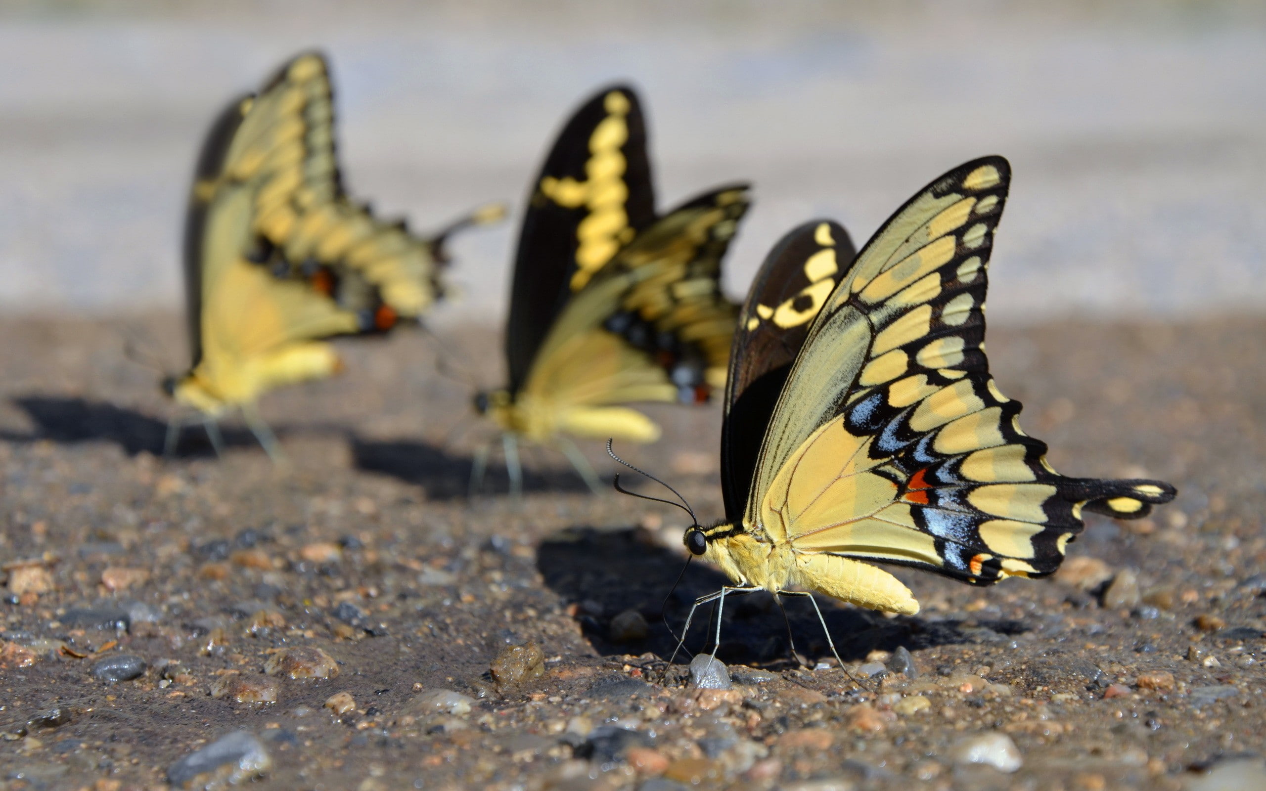 animals, day, animal, 2K, insect, lepidoptera, animal wildlife, close-up, animal themes, invertebrate, nature, no people, butterfly, focus on foreground, HD Wallpaper