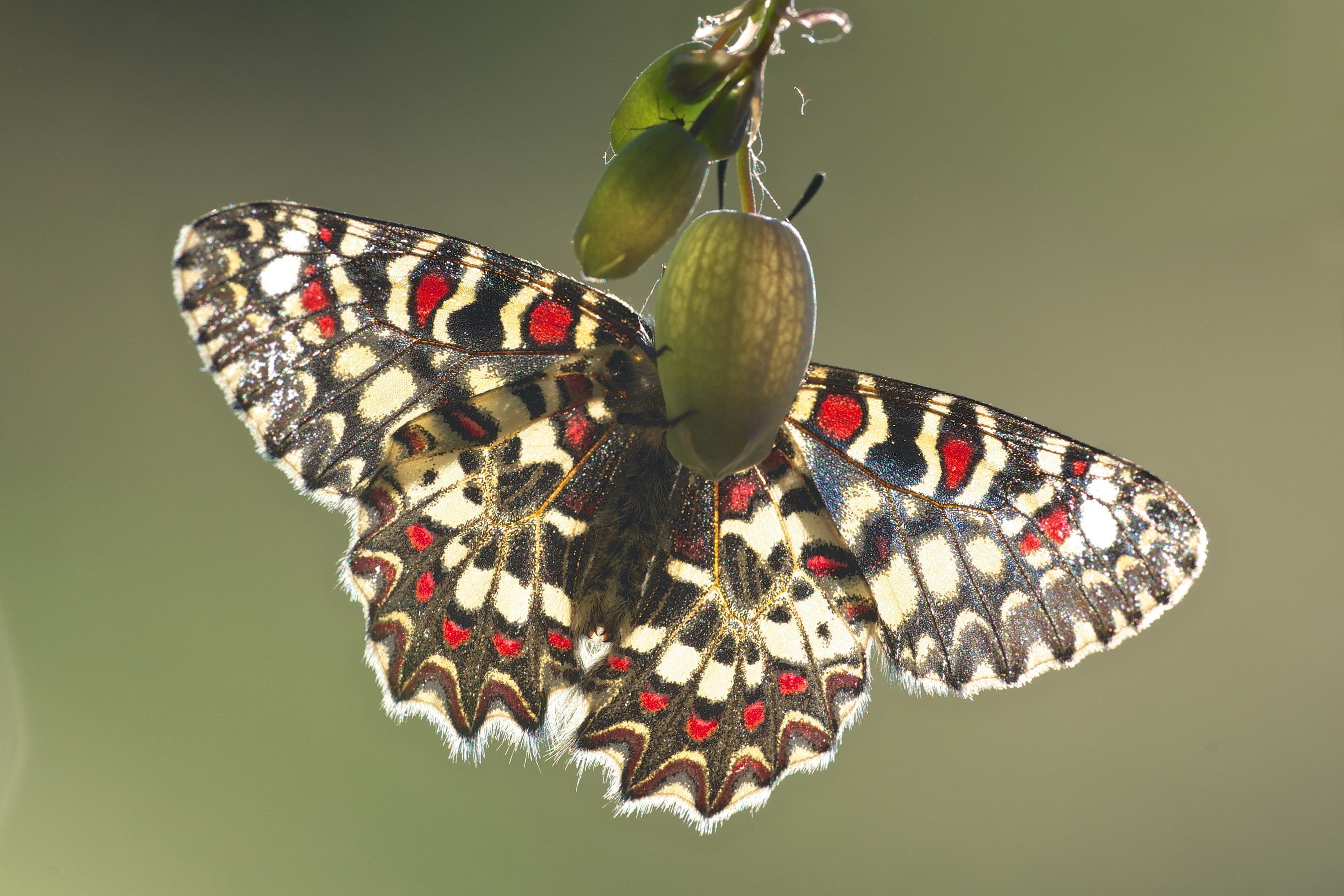lepidoptera, animals, 2K, macro, HD Wallpaper