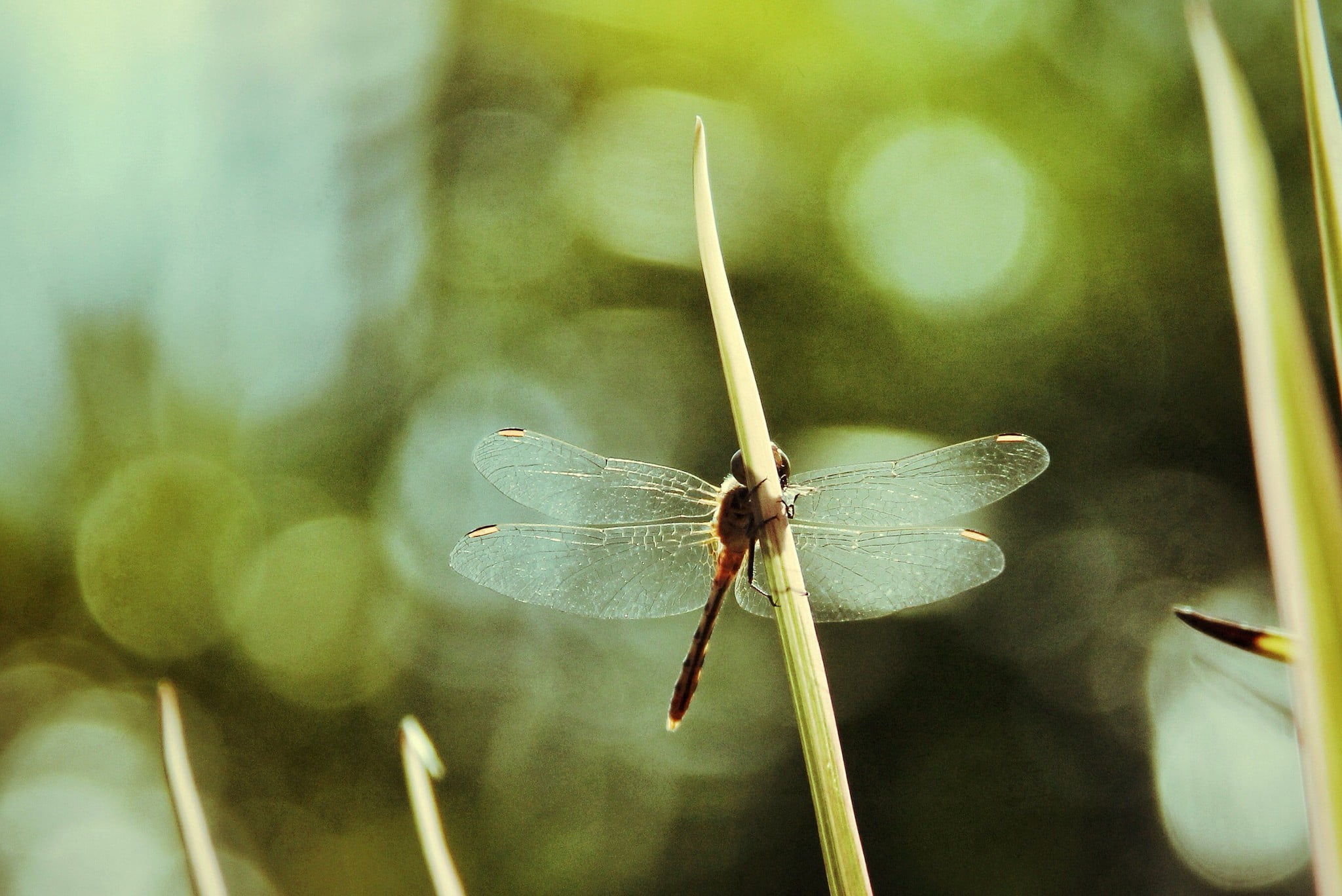 plant, lepidoptera, outdoors, selective focus, animals in the wild, twig, plants, insect, close-up, beauty in nature, day, 1080P, dragonfly, invertebrate, HD Wallpaper