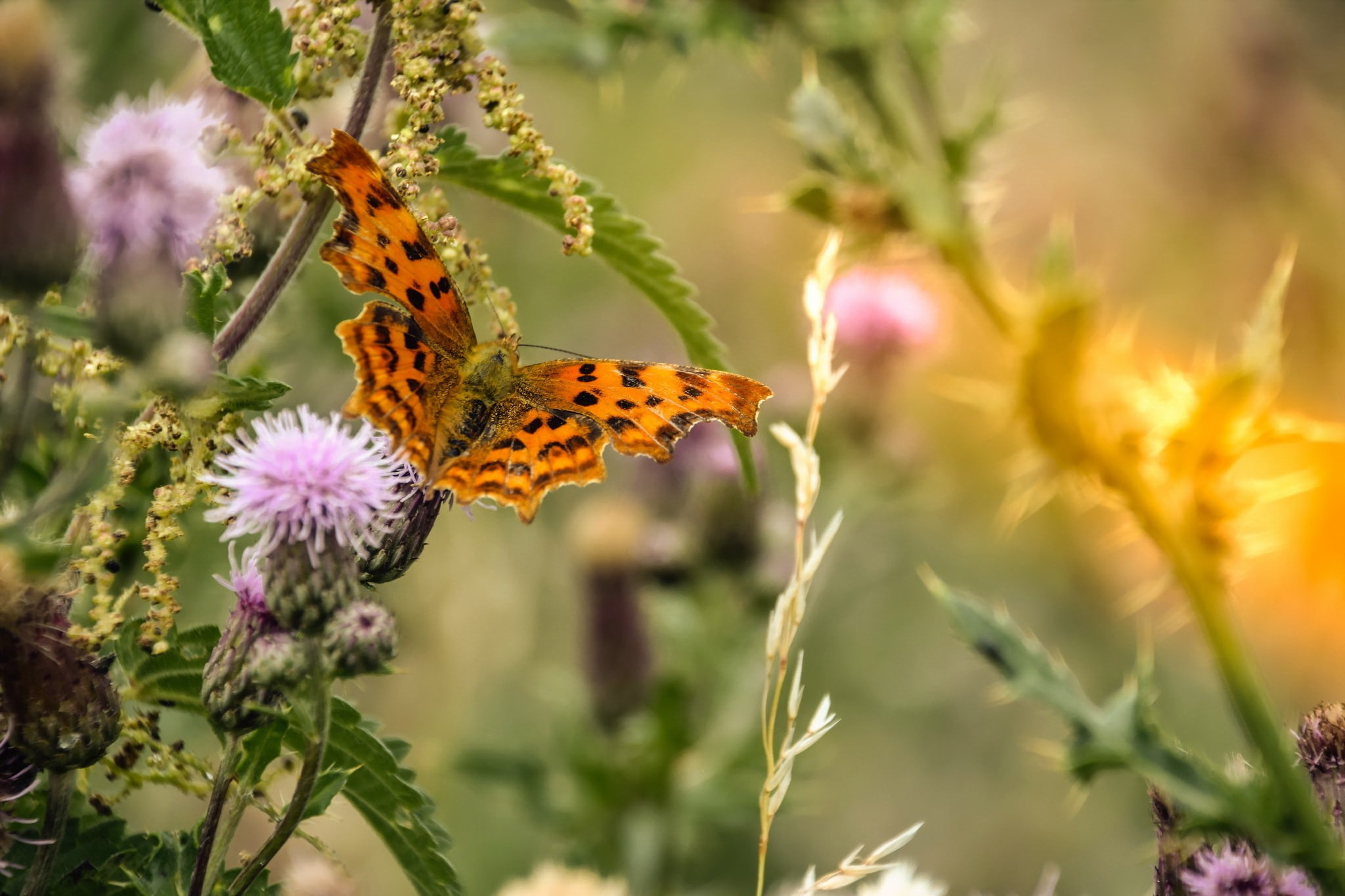 close-up, flower, animal themes, flowering plant, animal, outdoors, animal wildlife, beauty in nature, animals in the wild, growth, insect, purple, butterfly, HD Wallpaper