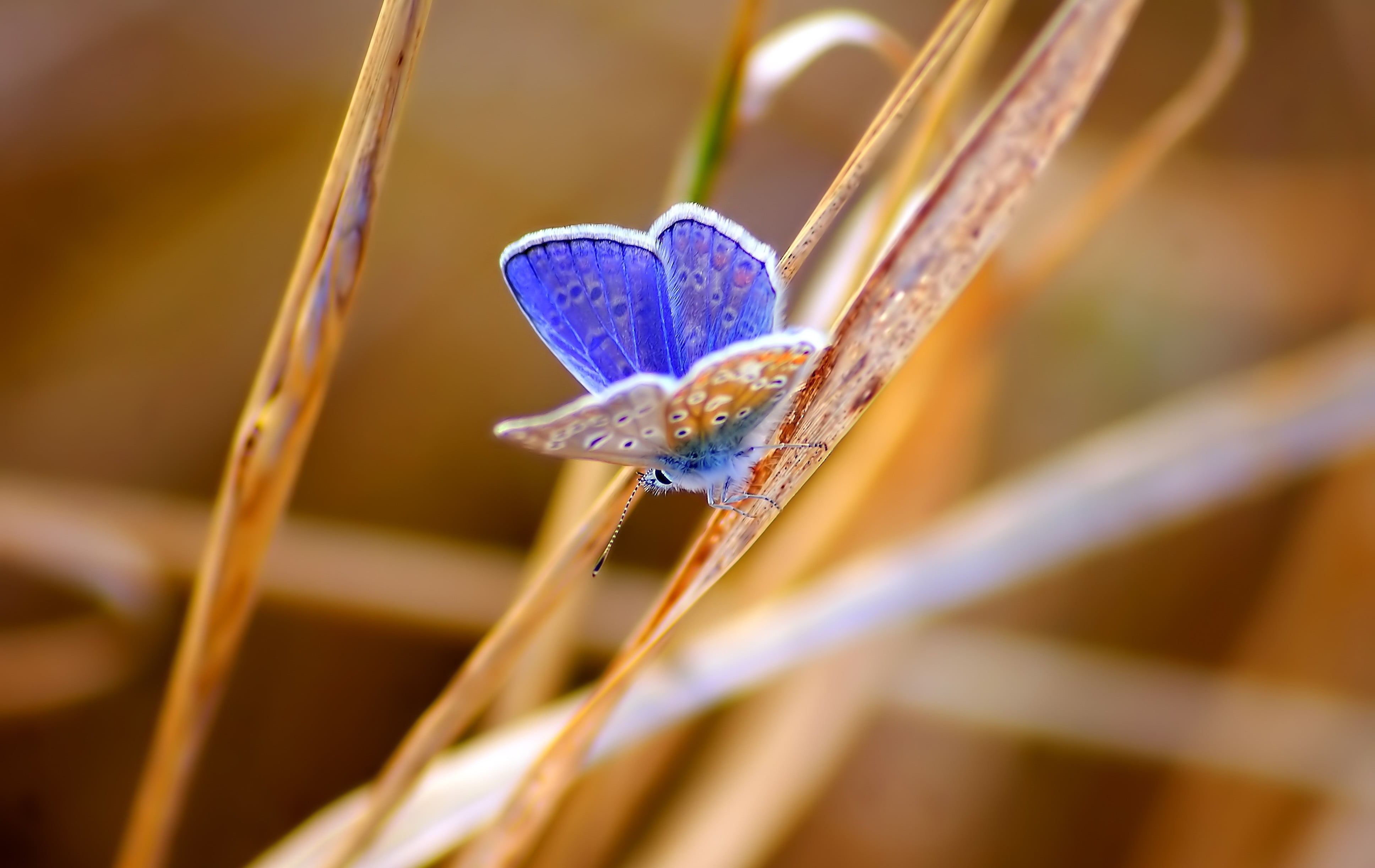 close-up, vulnerability, lepidoptera, flower, insect, focus on foreground, plant stem, drop, animals, plant, fragility, no people, purity, day, 4K, dew, HD Wallpaper