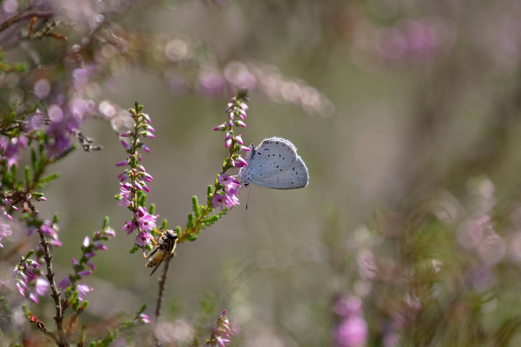 growth, purple, fragility, beauty in nature, insect, flower head, animals in the wild, focus on foreground, 1080P, freshness, springtime, one animal, animal wing, HD Wallpaper