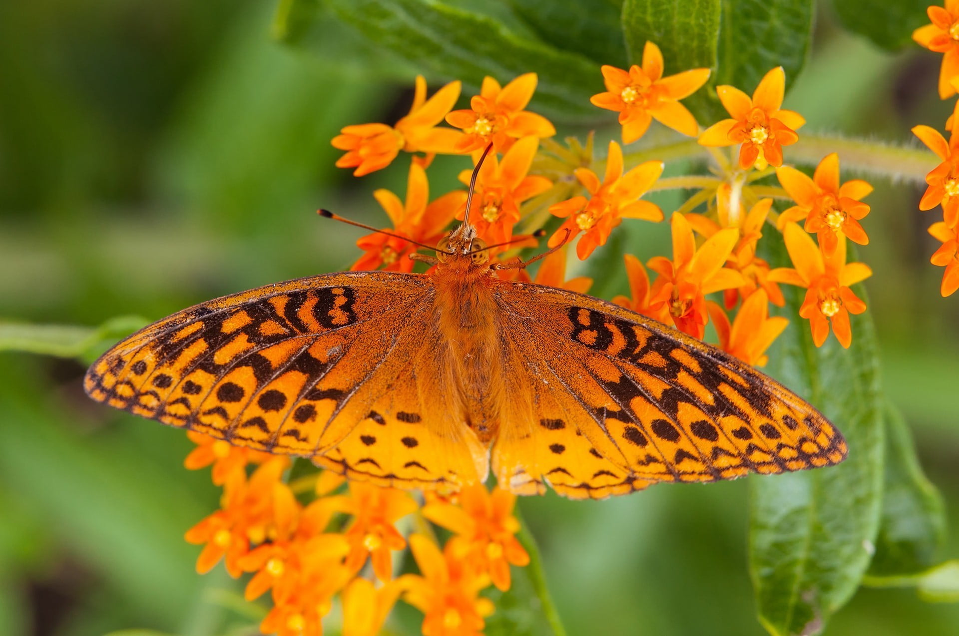 animals, animal themes, plant, pollination, growth, fragility, invertebrate, animal wildlife, beauty in nature, no people, 1080P, vulnerability, orange color, HD Wallpaper