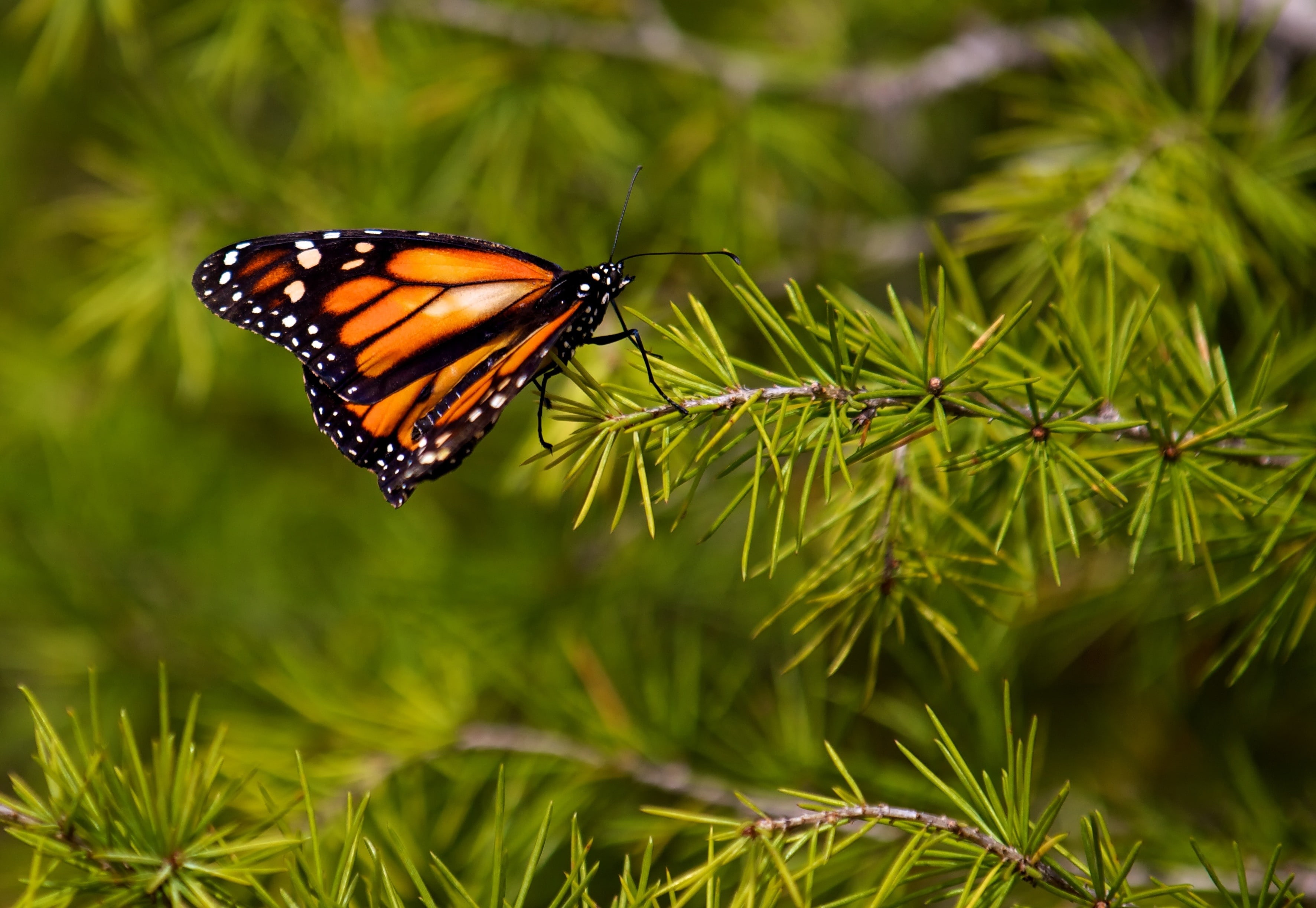 butterfly - insect, beauty in nature, day, animal, focus on foreground, pollination, animals in the wild, animals, close-up, nature, animal themes, green color, HD Wallpaper