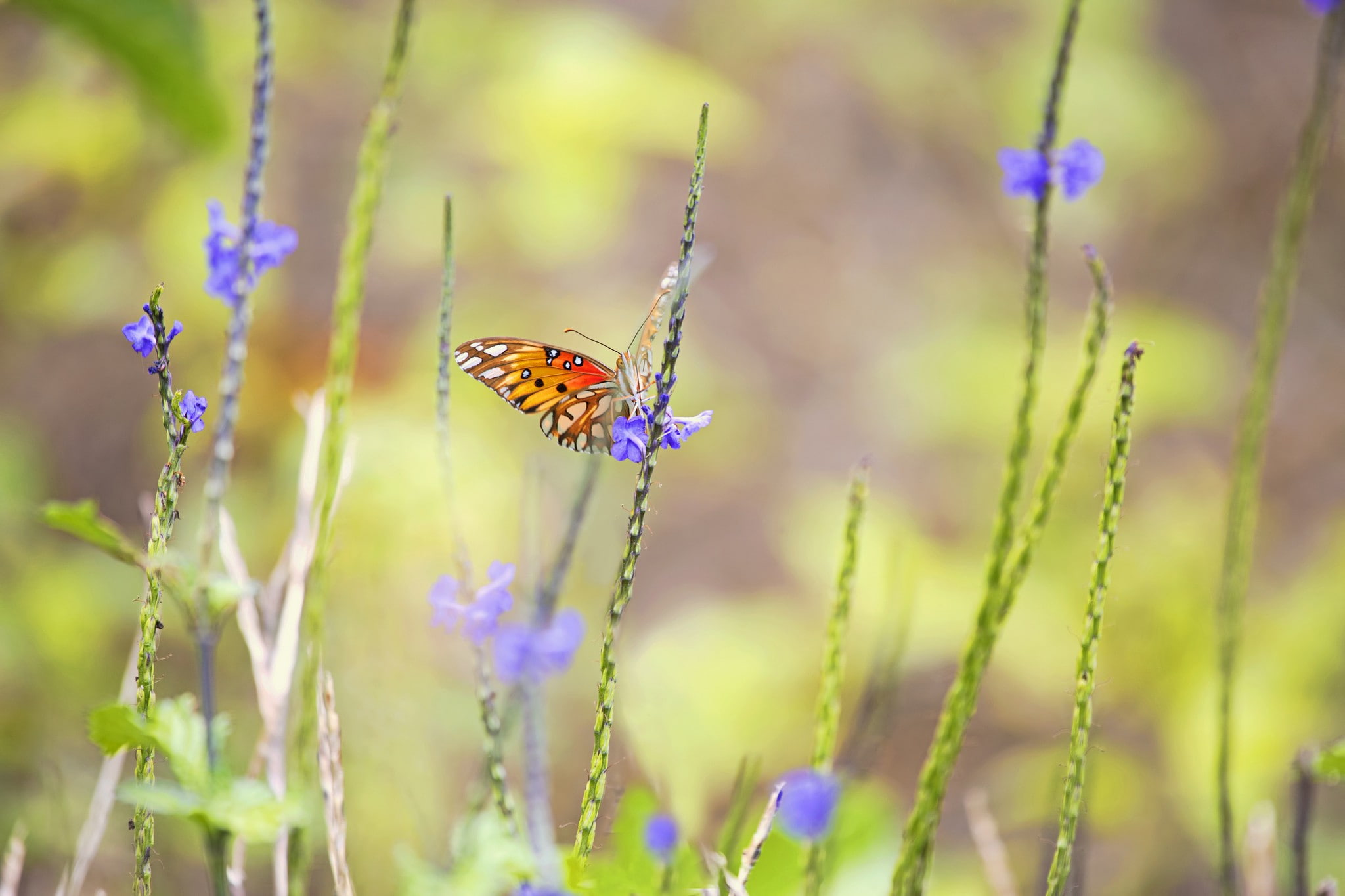 1080P, lepidoptera, flowers, plants, animals, insect, HD Wallpaper