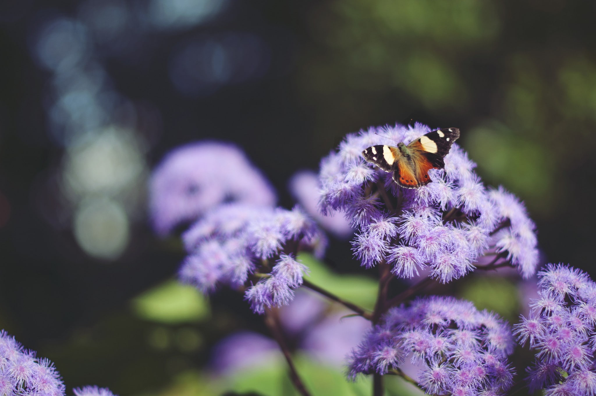 animal wildlife, no people, vulnerability, plants, flowering plant, purple, beauty in nature, flower, close-up, insect, petal, animal, fragility, one animal, HD Wallpaper