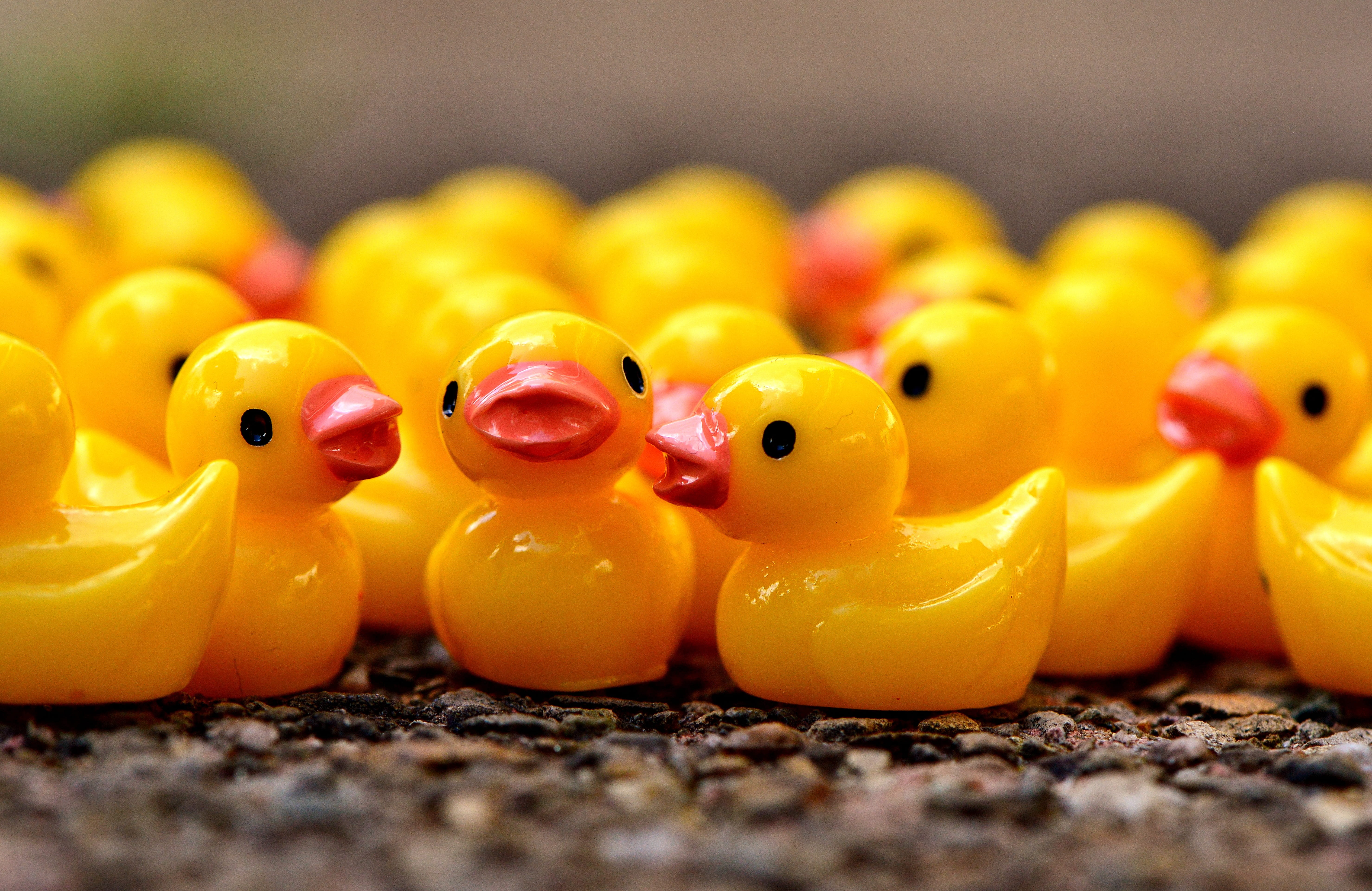 toy, food and drink, rubber, decoration, indoors, focus, selective, 5K, animal, Cute, photography, Ducky, rubber duck, ducks, group of objects, red, in a row, HD Wallpaper