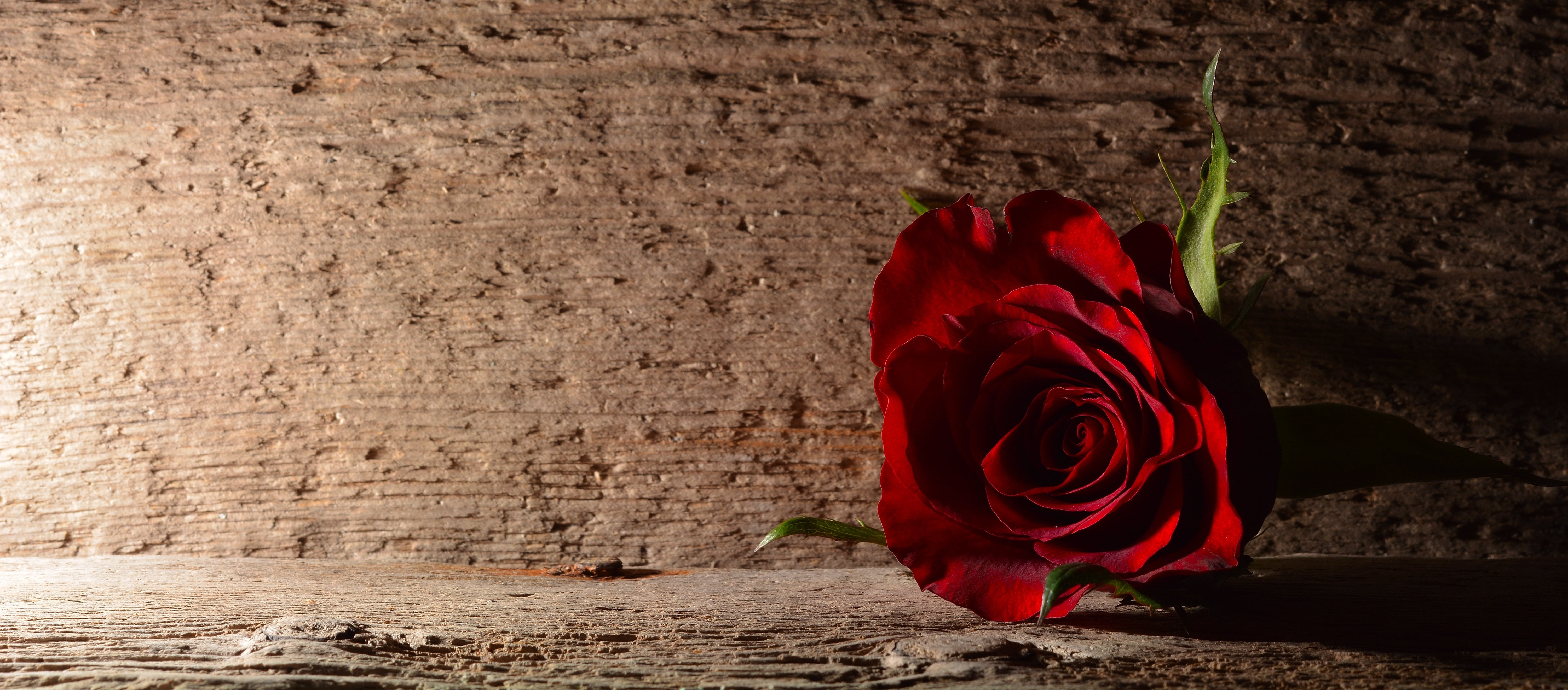 rose, flower, no people, rose - Flower, textile, red rose, decoration, flowering plant, bloom, romance, vulnerability, wood, valentines day - holiday, plant, HD Wallpaper