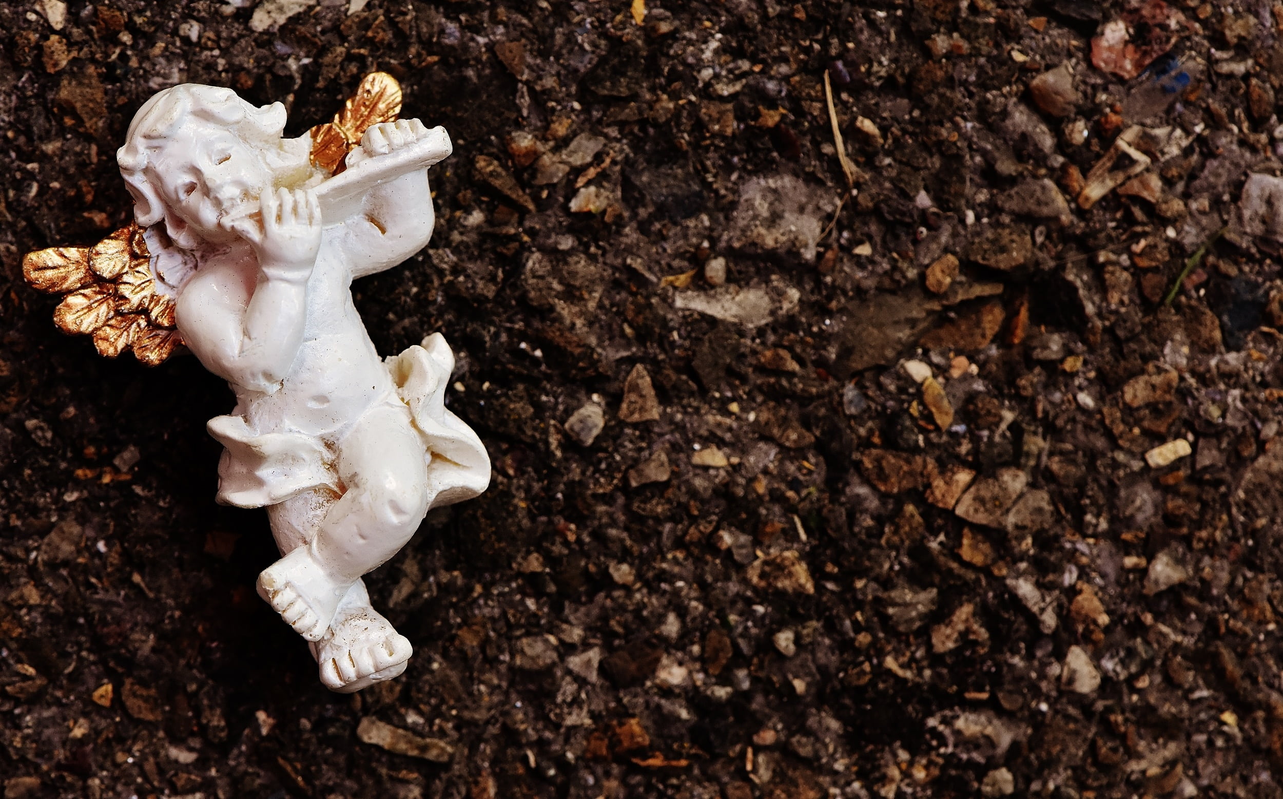 white color, soil, instrument, high angle view, solid, close-up, dirty, mud, single object, plant, ground, angel, still life, 1080P, animal Skull, nature, HD Wallpaper