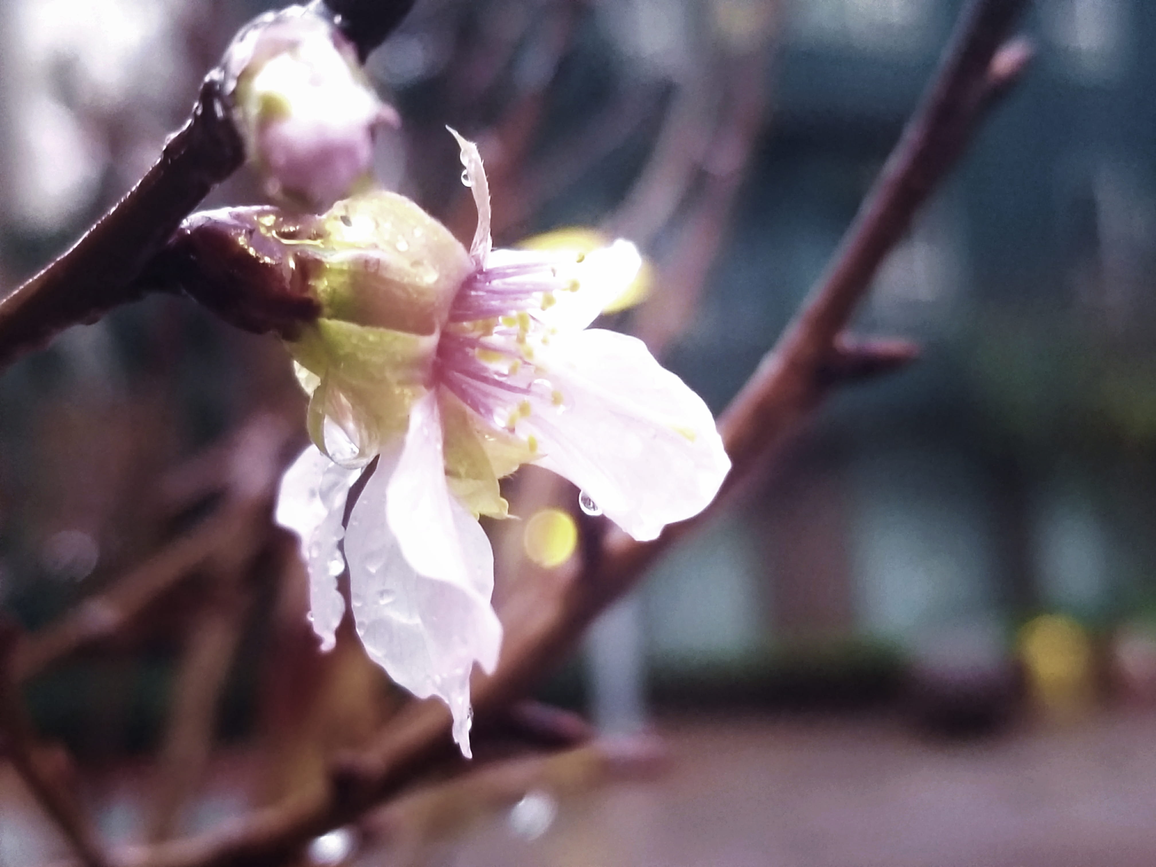 water, pollen, samsung, background, flower, macro, close-up, fresh, blossom, botany, cherry blossom, springtime, white, rain, unsplash, selective focus, HD Wallpaper