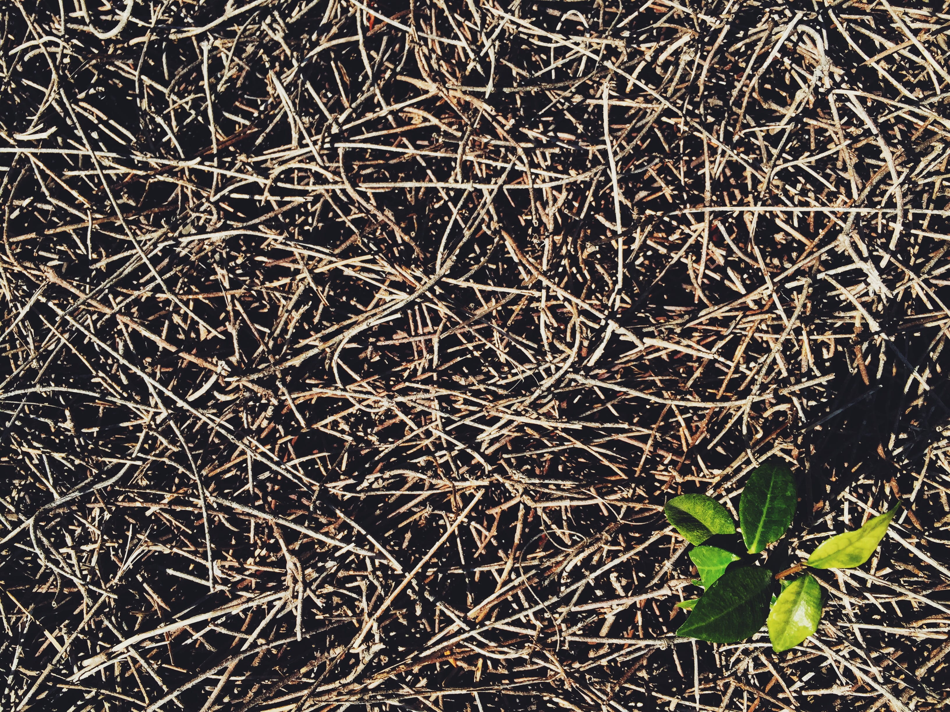 high angle view, vines, summer, no people, minimal, los angeles, minimalist, dry, new life, beauty in nature, 2K, land, afternoon, twig, nature photography, HD Wallpaper