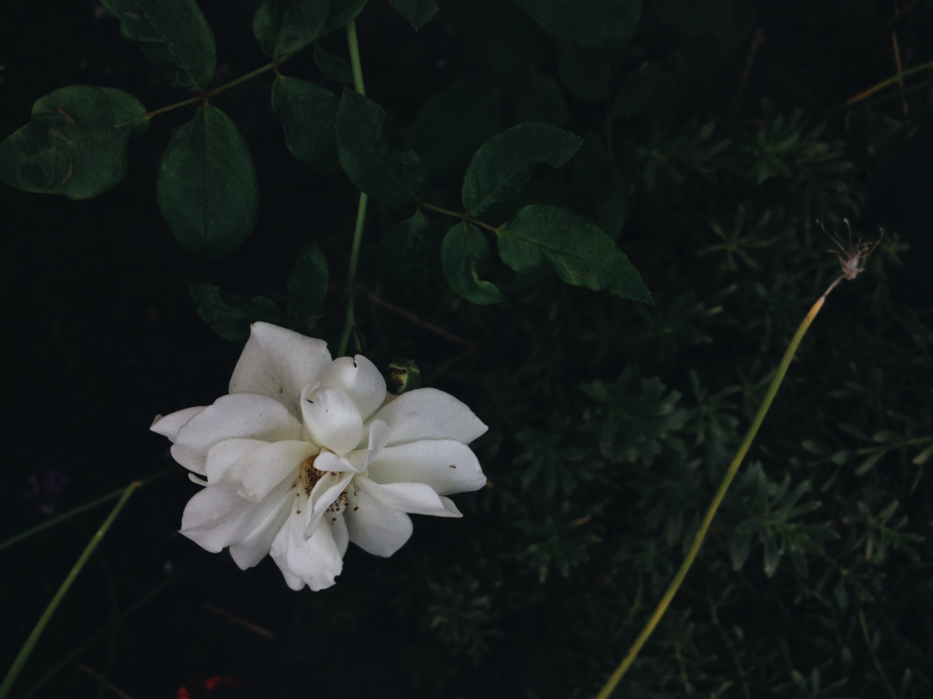 inflorescence, leaf, day, petals, petal, united states, beauty in nature, flowers, no people, green, wild, nature, little tokyo, flowering plant, outdoors, HD Wallpaper